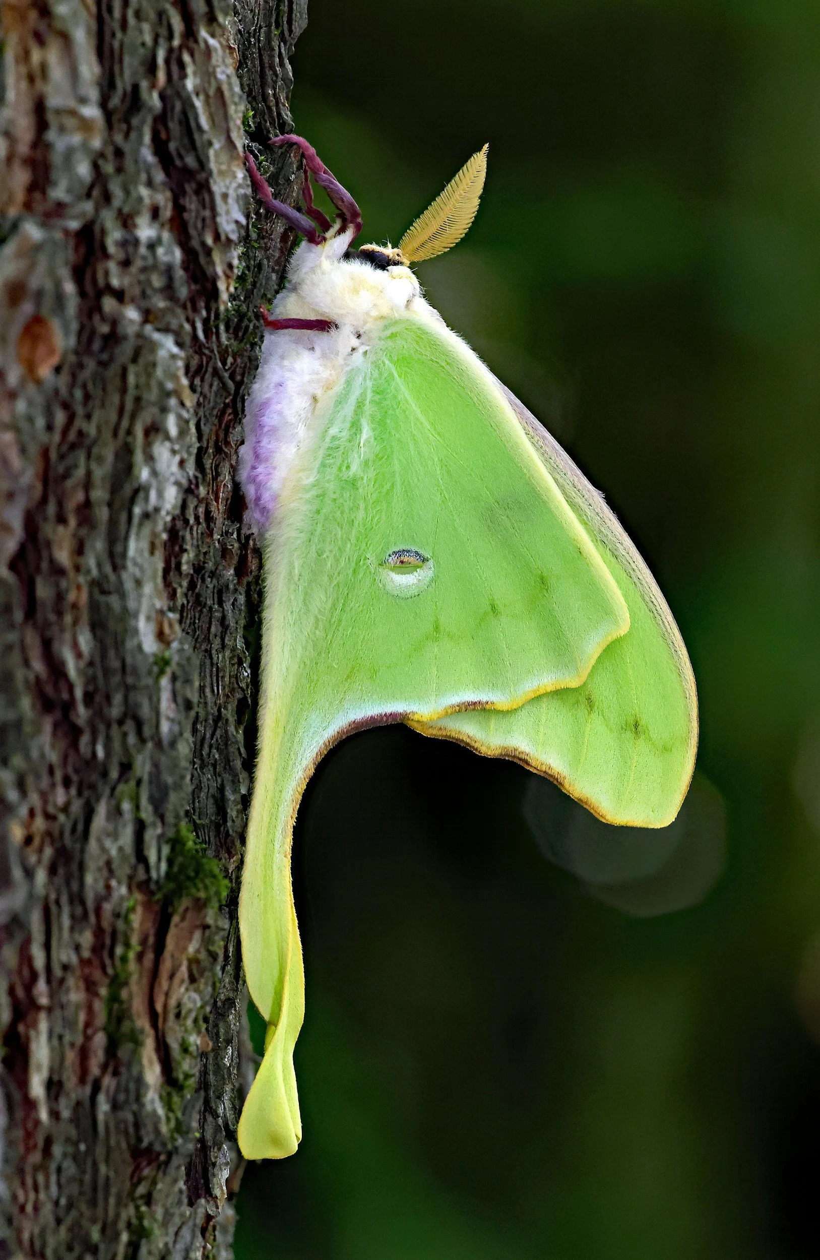A lime-green Luna moth with yellow tail-like extensions on its hind wings clings to the side of a tree trunk with dark brown, textured bark.