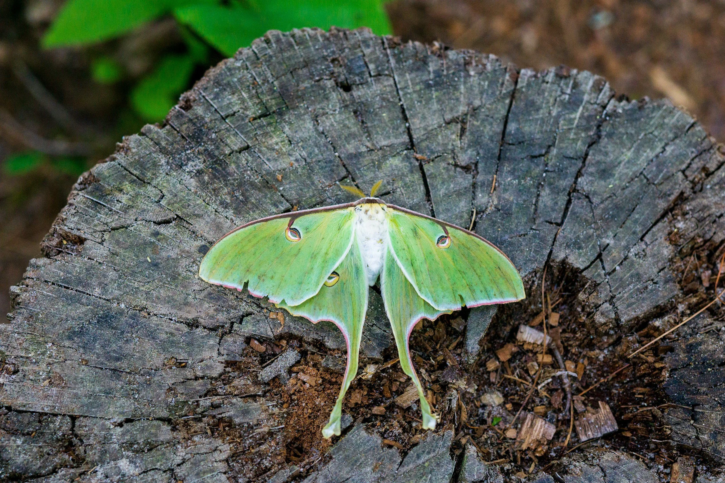 A large green Luna moth inspiring people to make a change for their mental health.