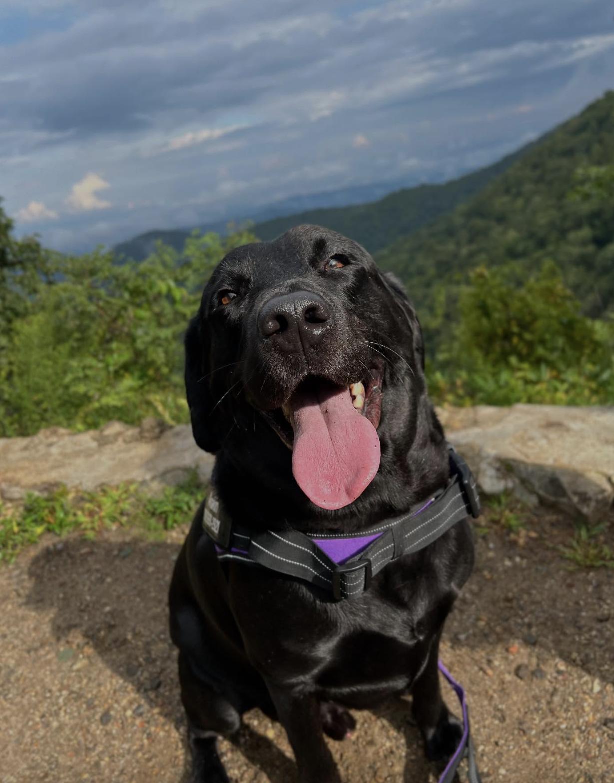 Happy black Labrador retriever dog outdoors on a trail, with mountains and greenery in the background, panting with tongue out.