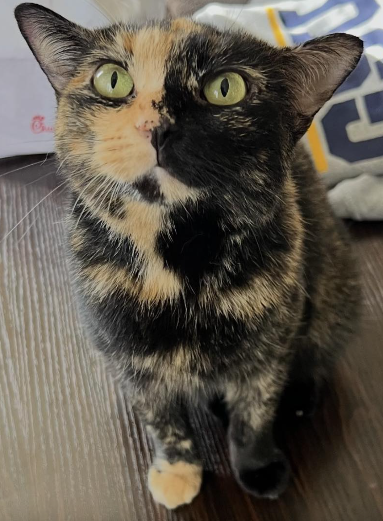 Close-up of a calico cat with green eyes sitting on hardwood floor, showing black, orange, and cream fur.
