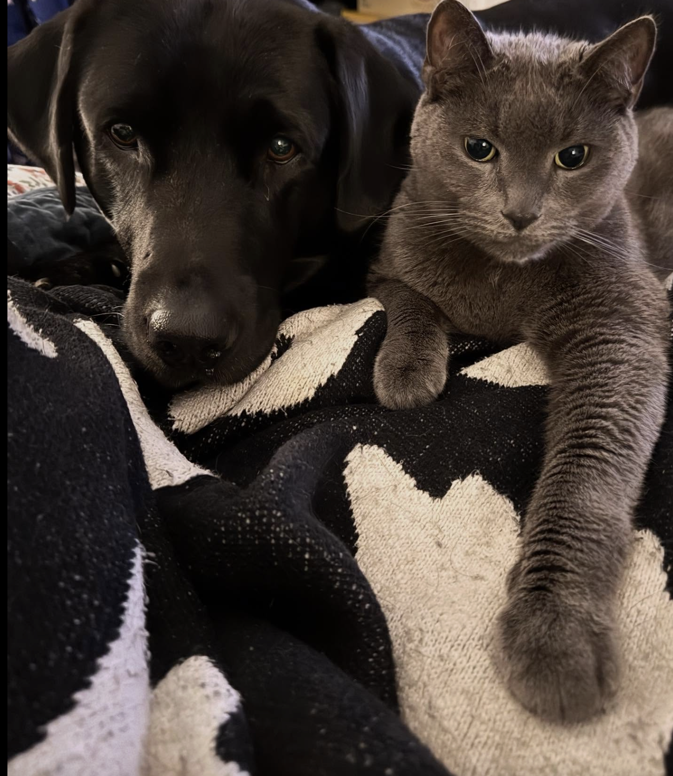 A black dog and a gray tabby cat lying closely together on a blanket.