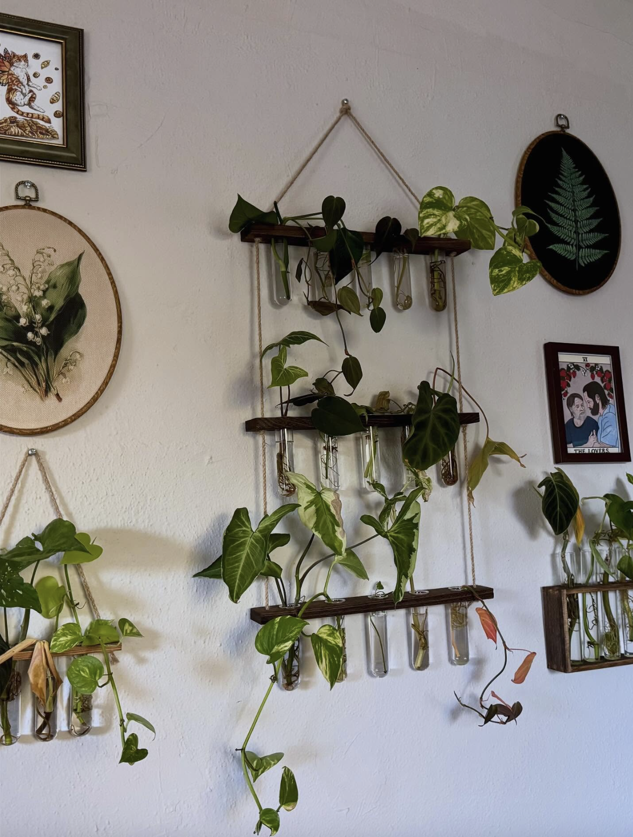 Indoor plant displayed on wooden and glass shelves mounted on a white wall, surrounded by framed artwork and decorative pieces.