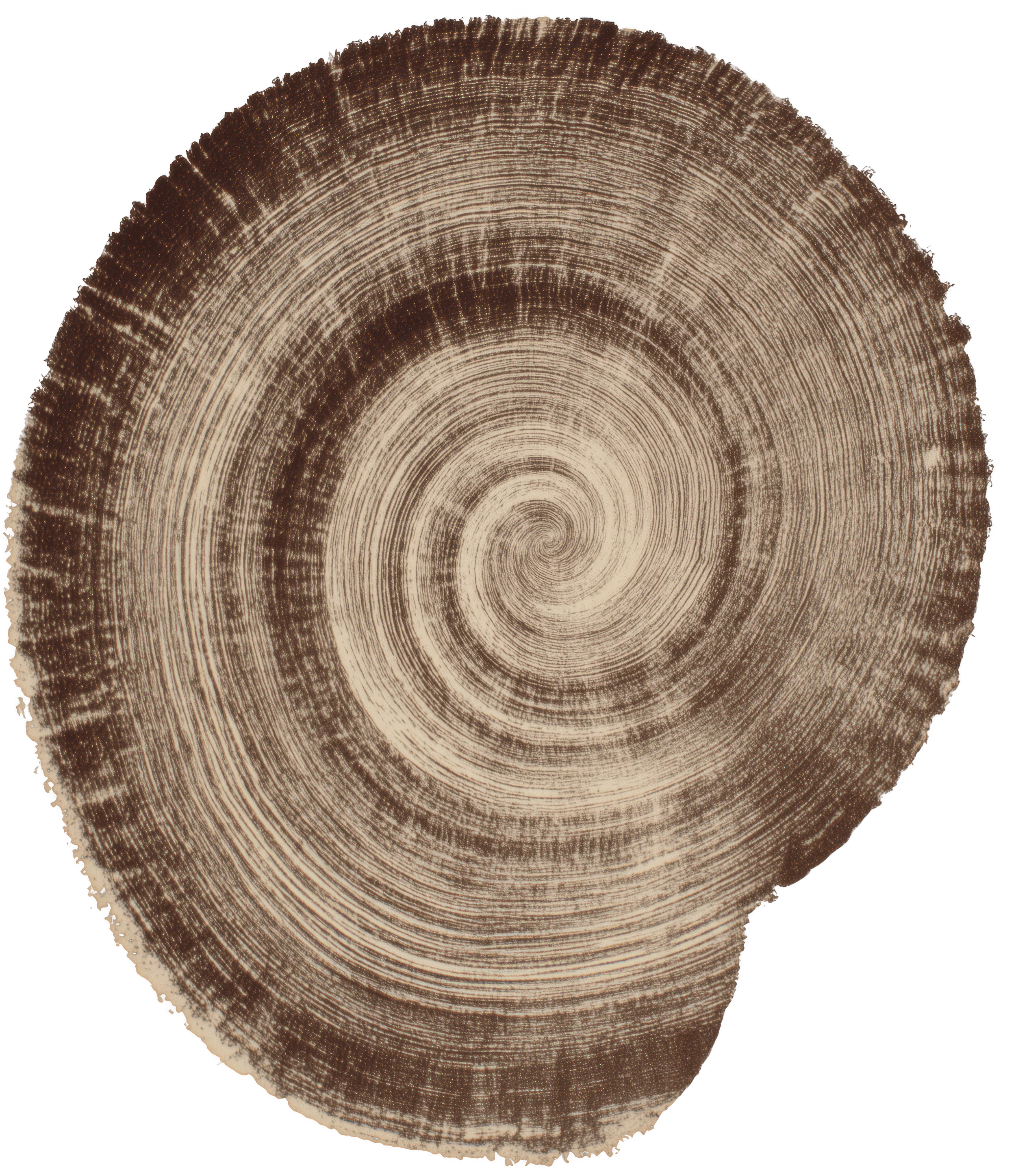 Close-up of a tree cross-section with visible growth rings, showing detailed texture and variation in color from light to dark brown.