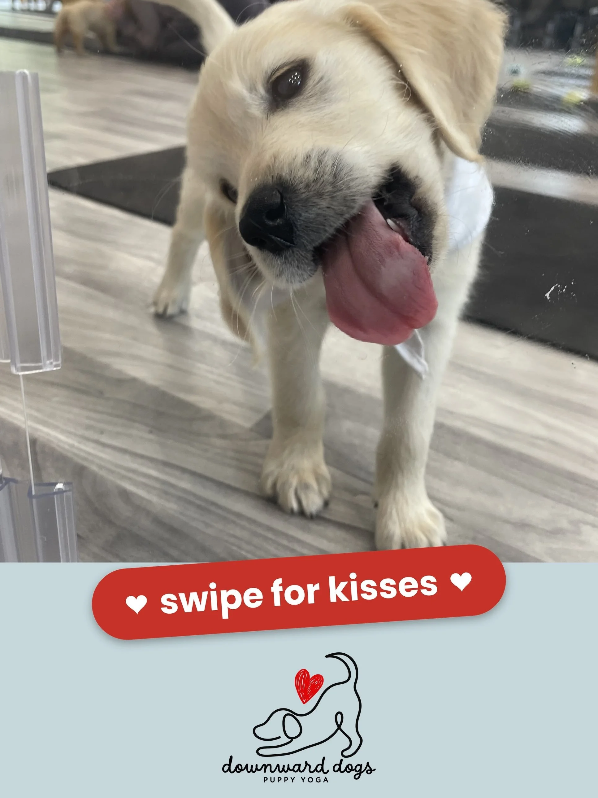 More from the golden retrievers this weekend 🩵

Thank you to everyone who stretched and giggled with us. You made our weekend! 🐾

Want in on the next one? New events are on the schedule this week, so check it out and tap the link in our bio to book
