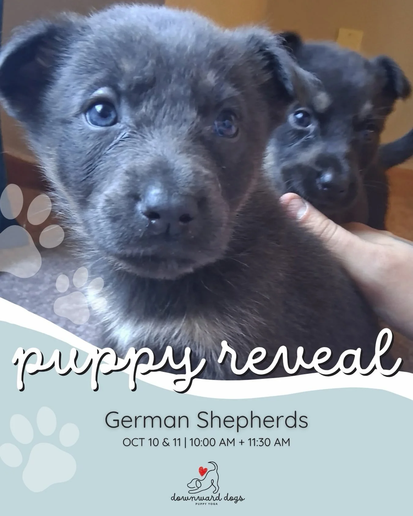 Guess who&rsquo;s coming to puppy yoga this weekend&hellip; German Shepherds! &amp; they can&rsquo;t wait to meet you. Visit the link in our bio to book your class 🩵 Saturday and Sunday morning, see you there 🩵🦴 

#Yoga #Minnesotaevents #puppy #Ge