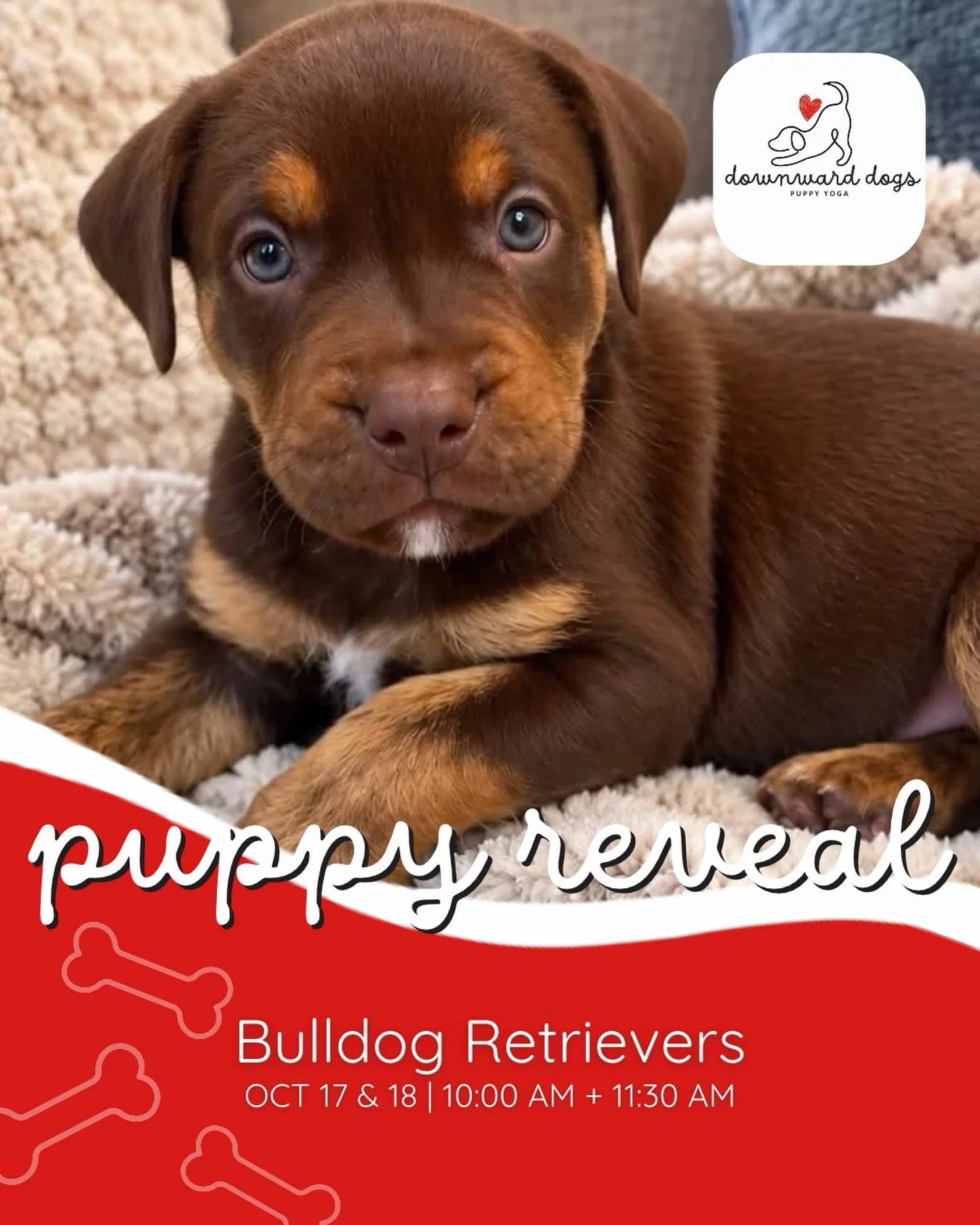 We will have the cutest little Bulldog Retrievers this coming weekend October 17th &amp; 18th! Book your spot now before they fill up so you can give this one a little cuddle 🐾 We can&rsquo;t wait! 

#doglover #puppies #puppyyoga #bulldog #bulldogre