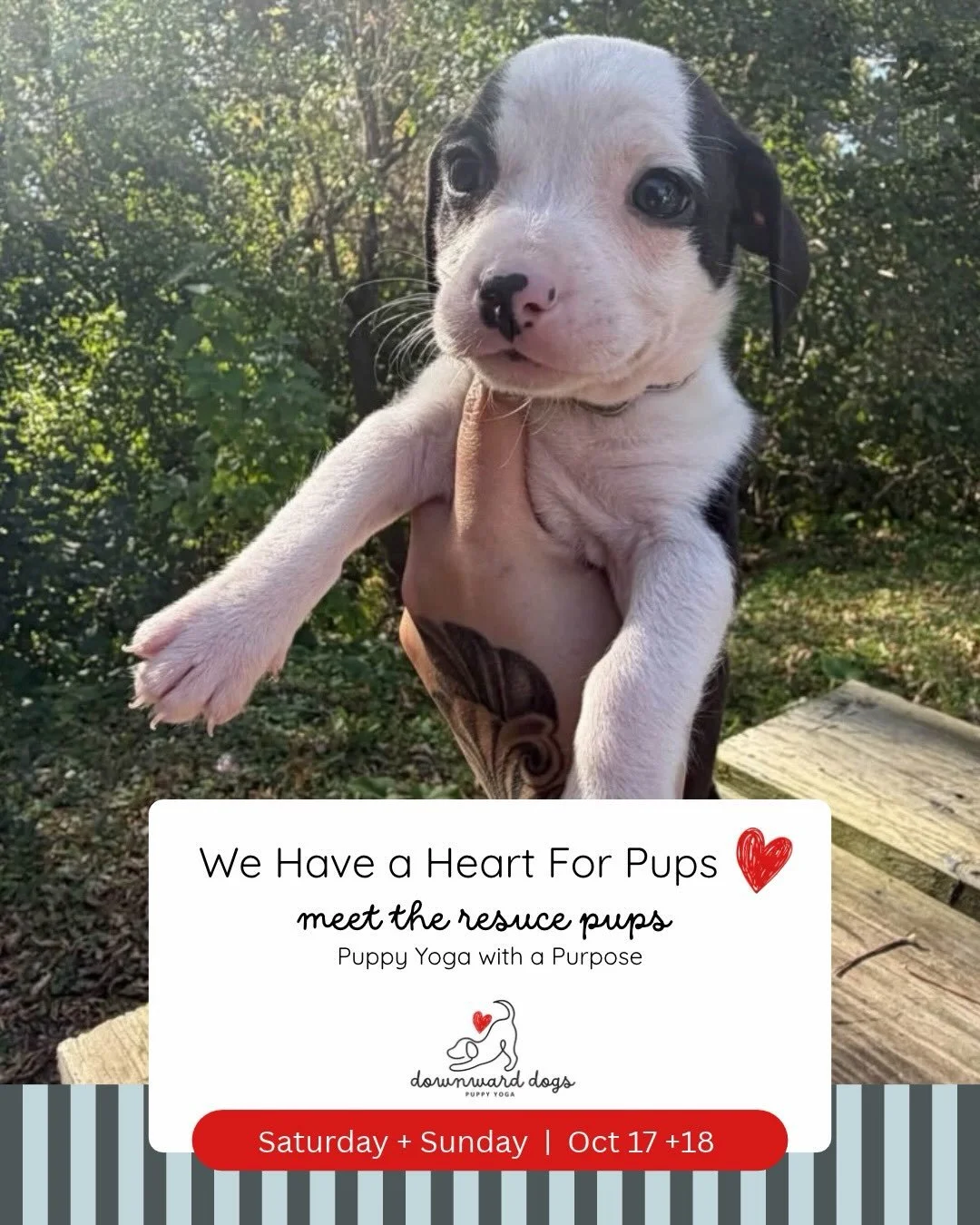 A little change of plans, a whole lot of love 🤍
We are making room for some special rescue pups this Saturday + Sunday, Oct 17 &amp; 18. These sweet pups were independently rescued not intentionally bread, and we are so excited to show them some lov