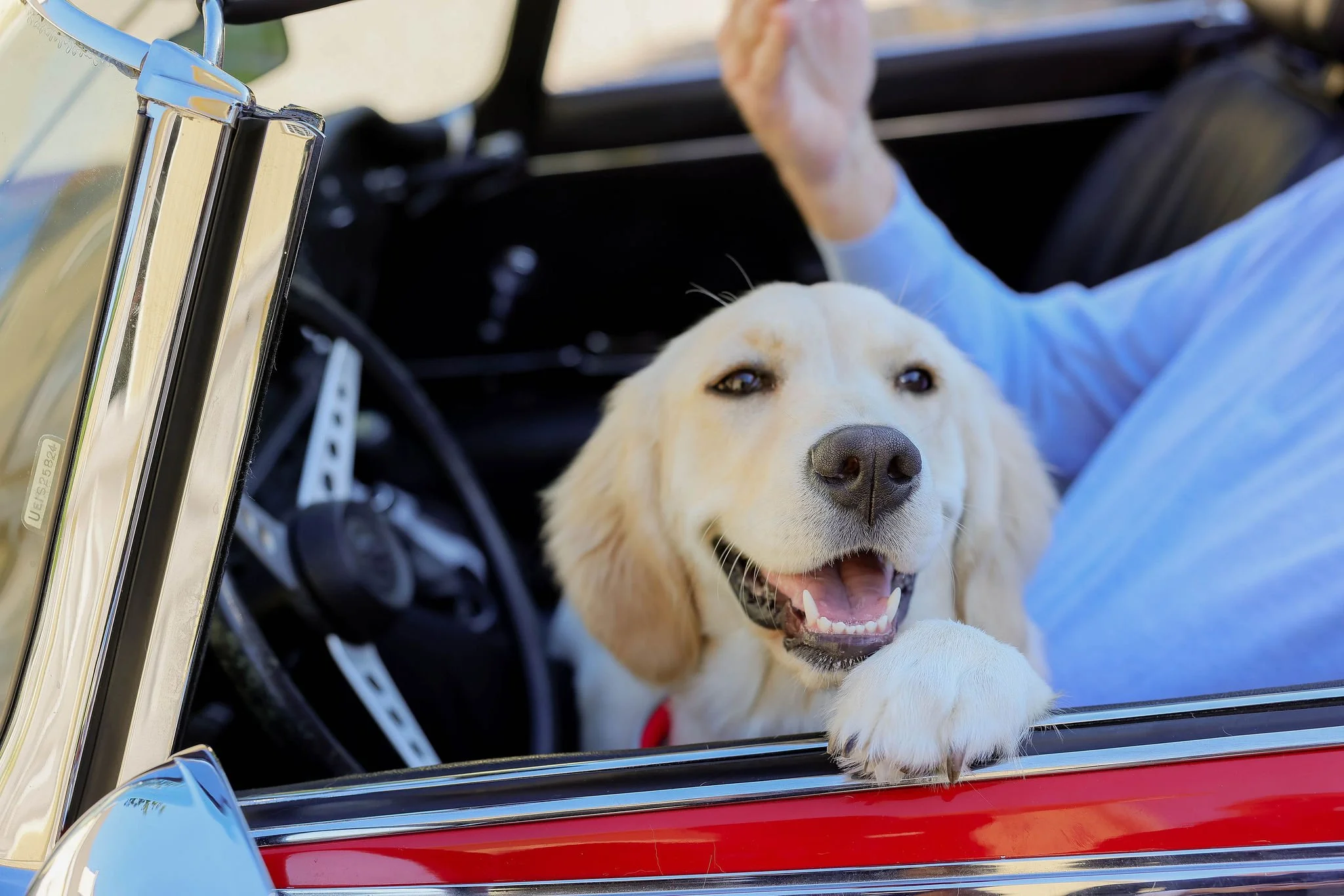 A happy golden retriever dog with a wide smile, sitting next to a person's arm on a red vehicle window, with a shiny chrome plant holder and a newspaper in the foreground.