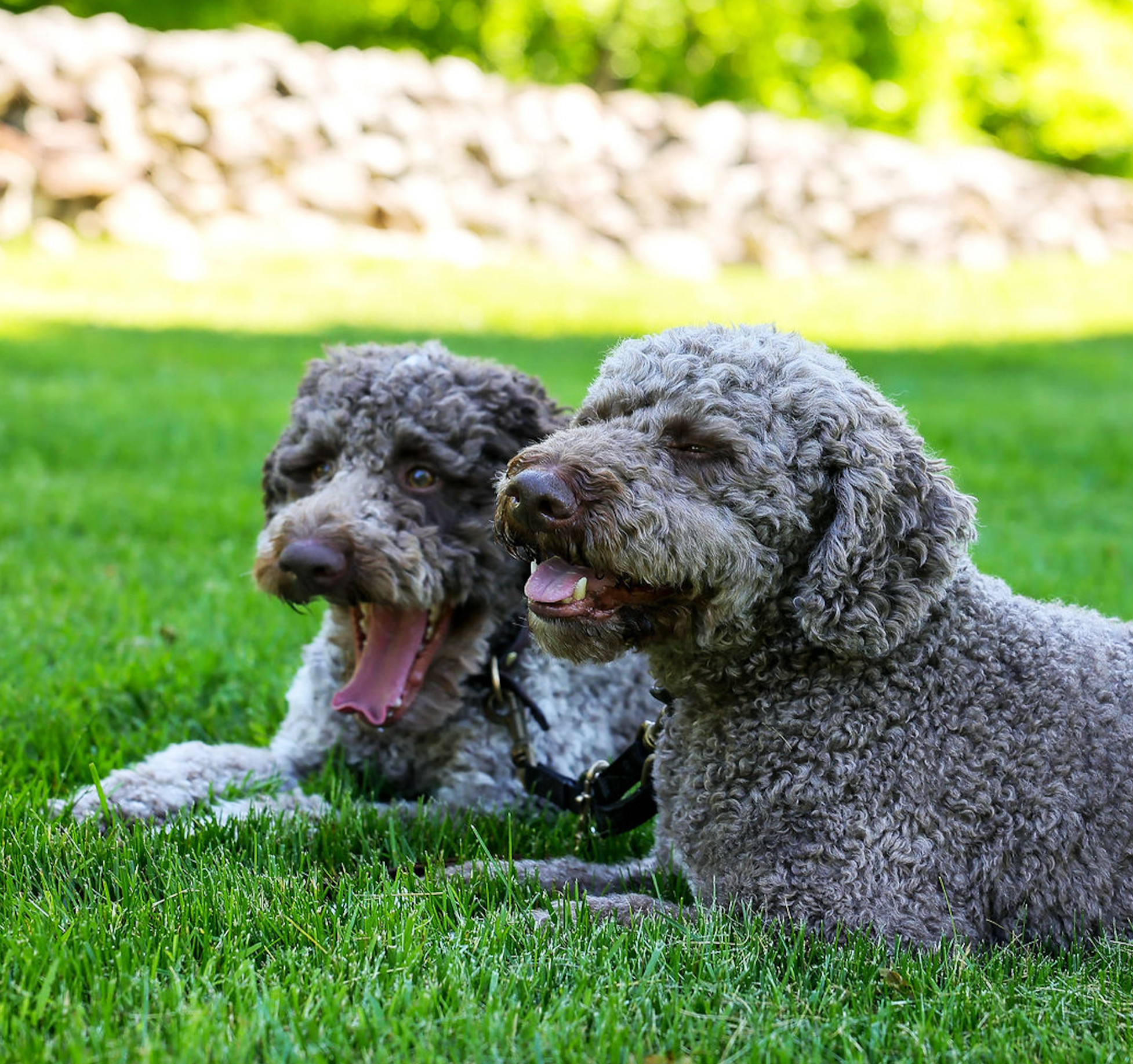 Two curly-haired dogs, one light gray and one darker gray, lying on green grass in a park with blurred trees in the background, appear to be relaxing or resting.