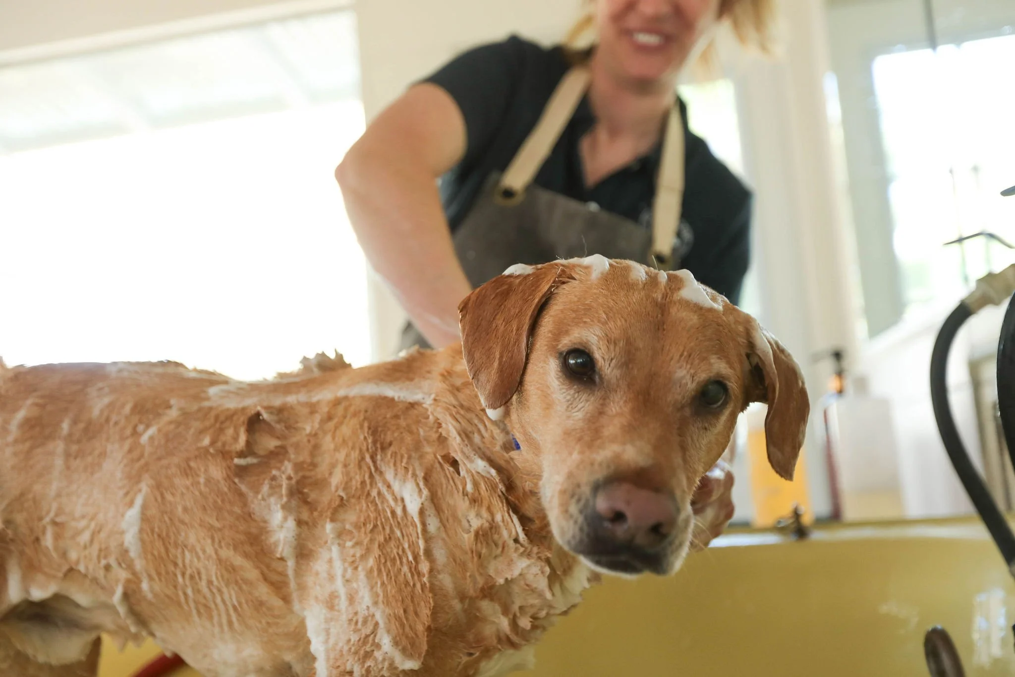 CanineCollege26-552.jpg