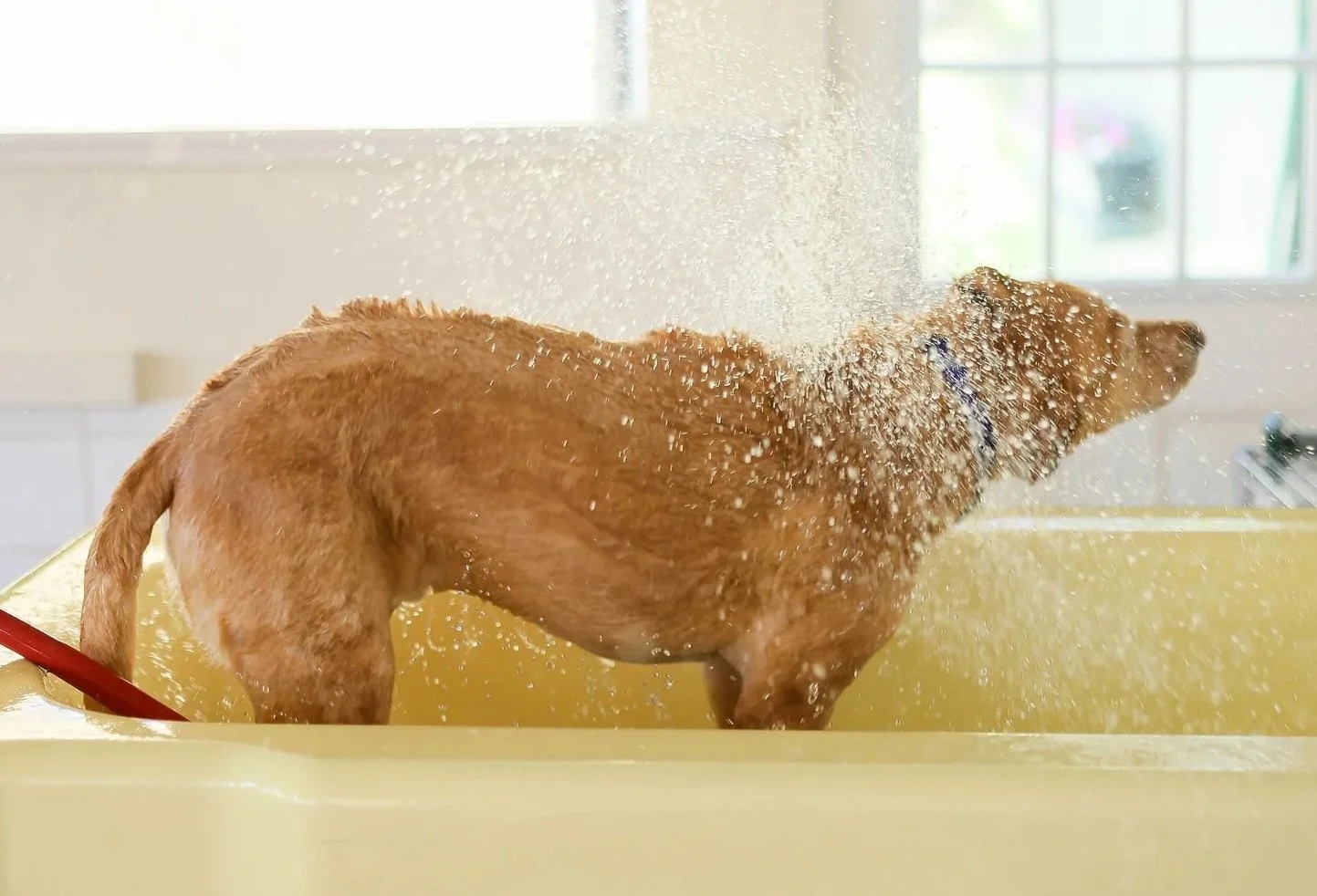 CanineCollege26-554.jpg