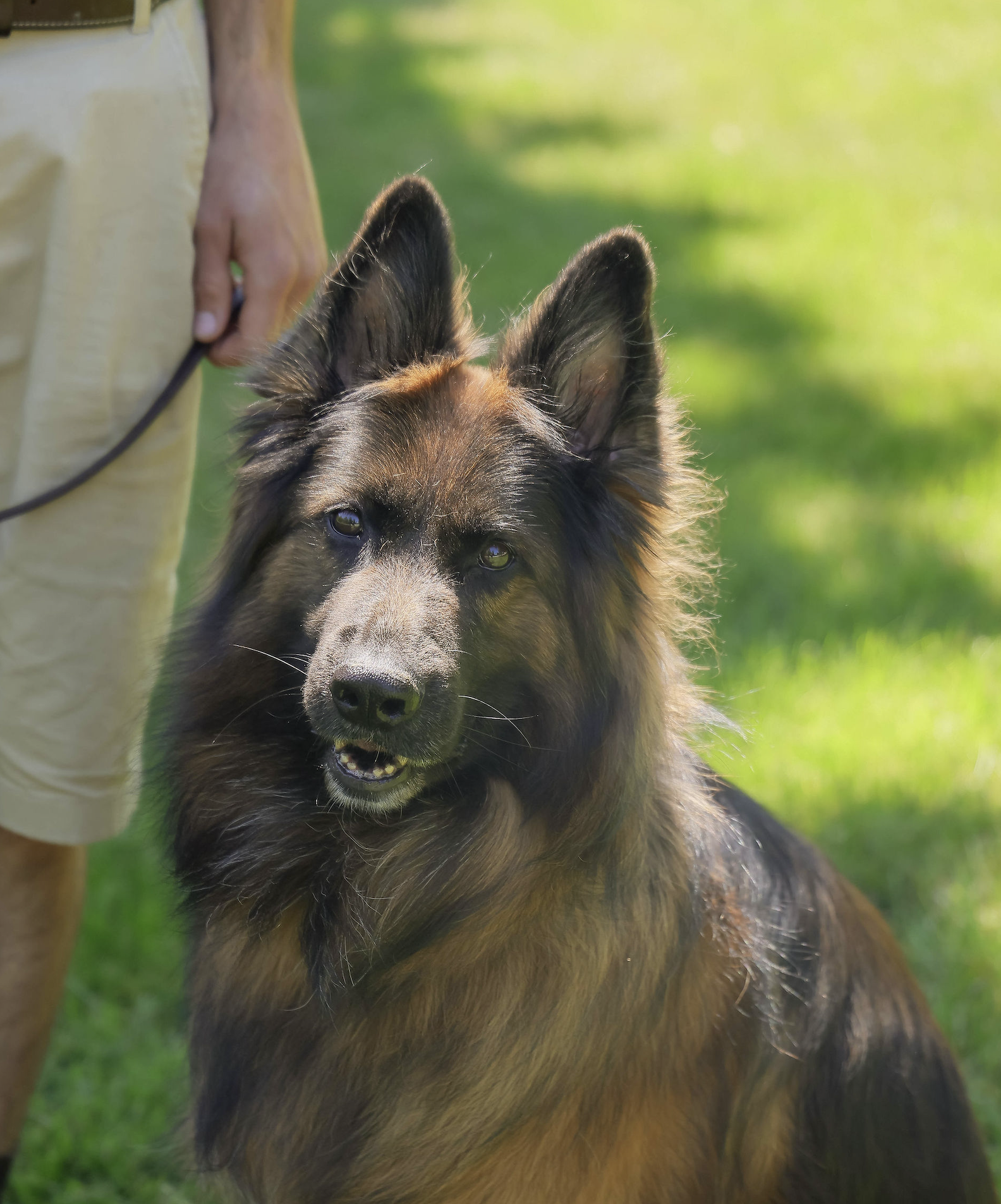 Canine College Close-up of a German Shepherd dog with a person's hand holding a leash in the background, in a green outdoor setting.