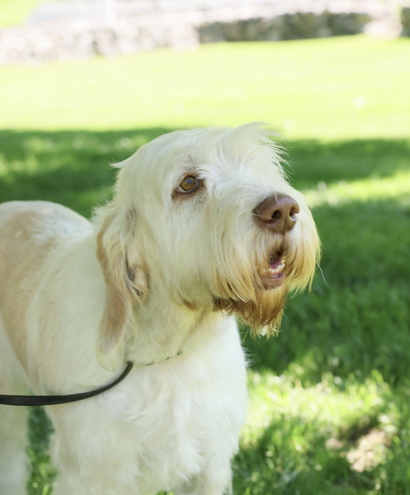 Canine College  A cream-colored dog with floppy ears and light brown eyes standing on grass in a sunny outdoor park.