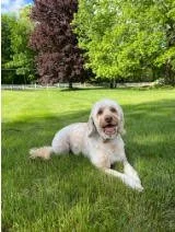 A friendly, cream-colored dog with brown eyes and a beard, standing outdoors on grass, looking to the side.
