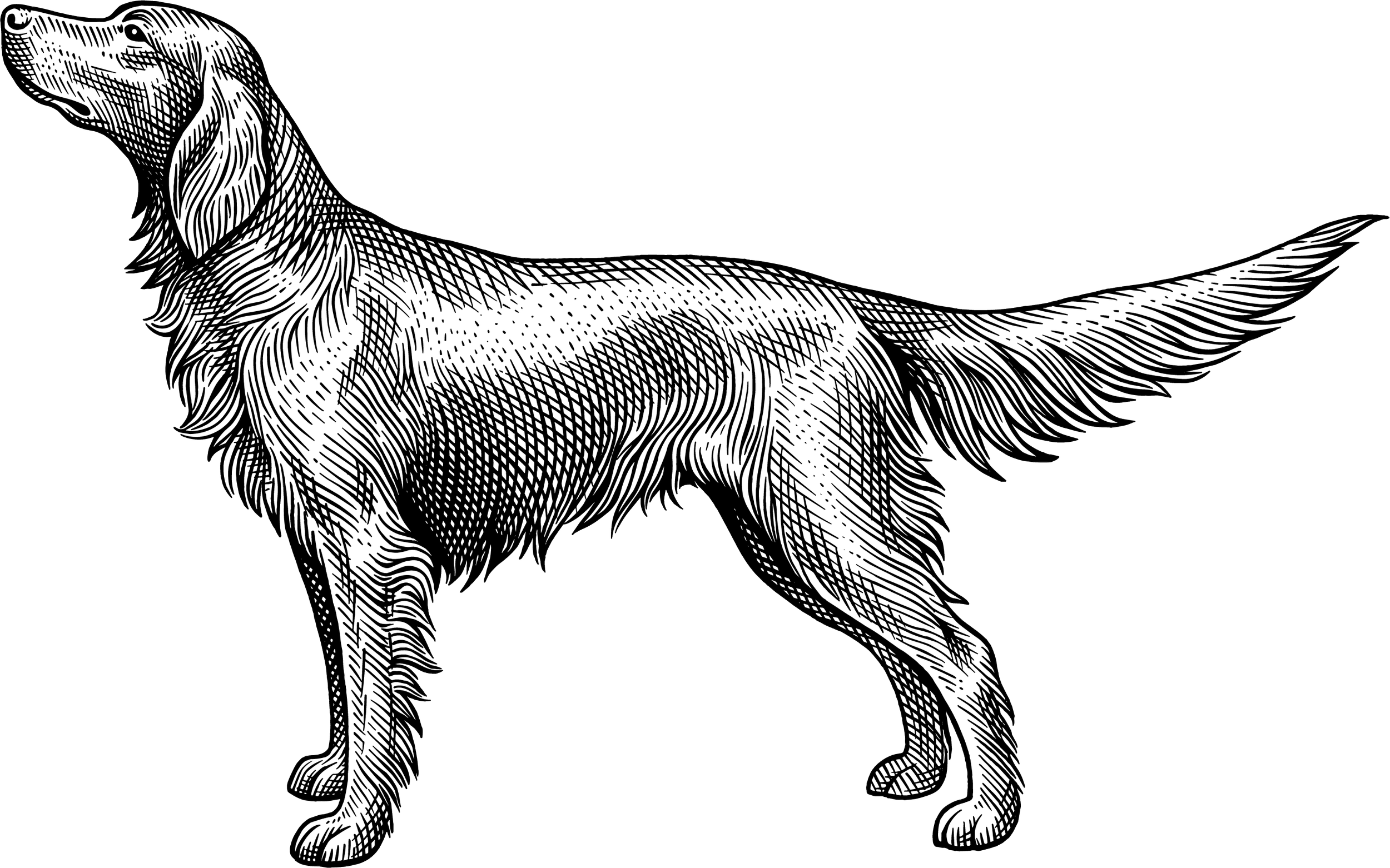 Canine College Retriever illustration