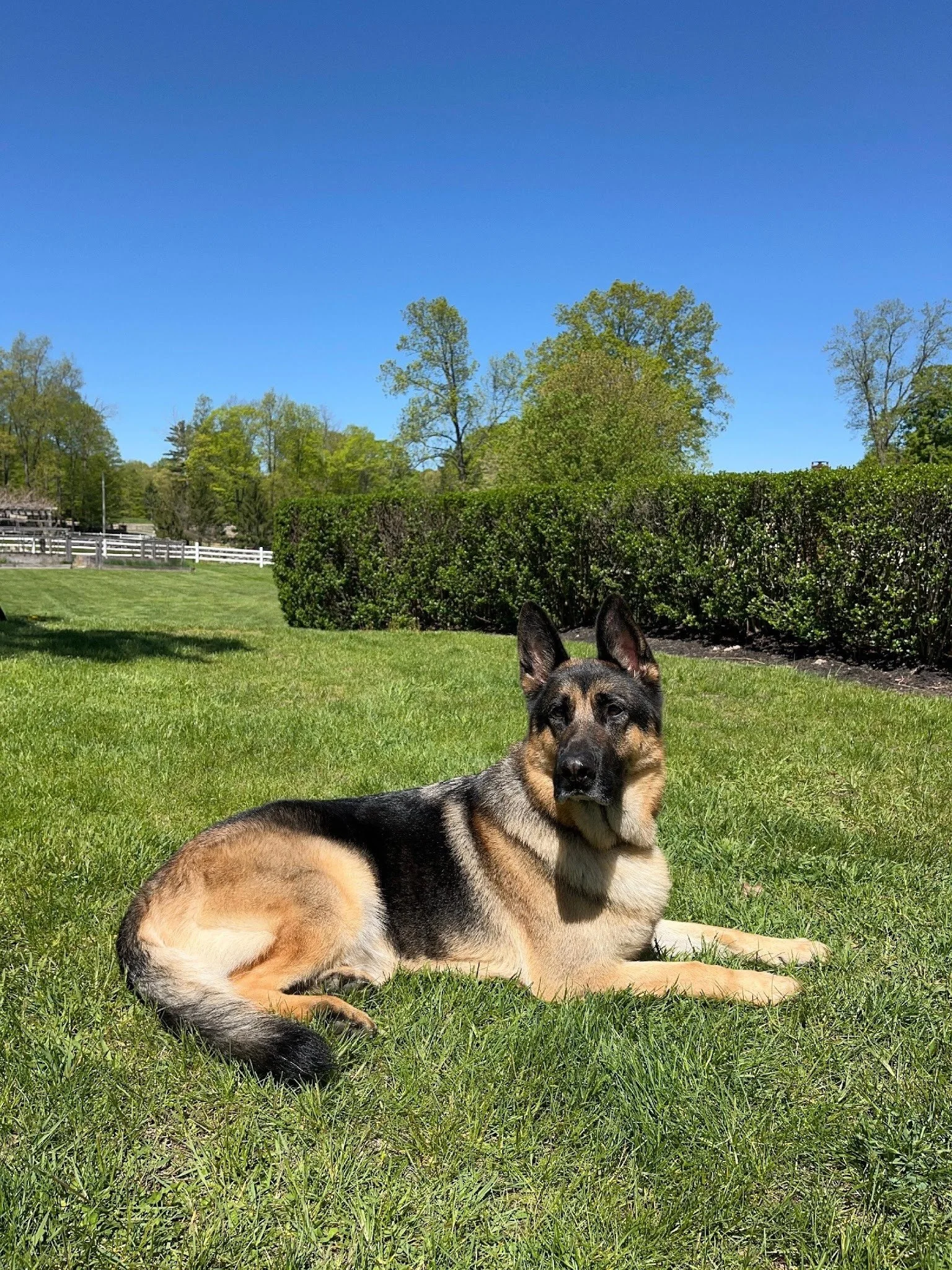 Hugo Canine College