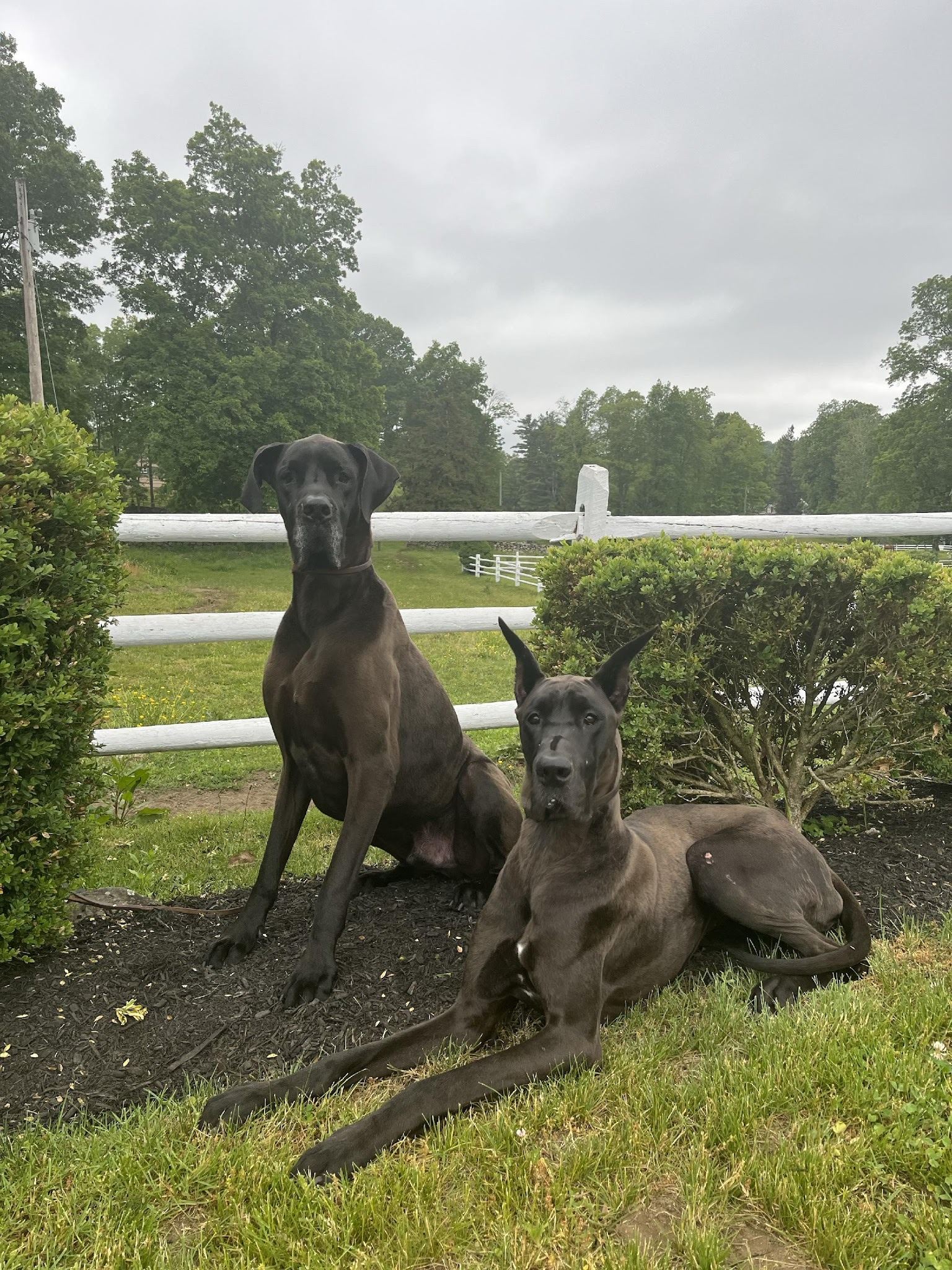 Ace & Banksy Canine College