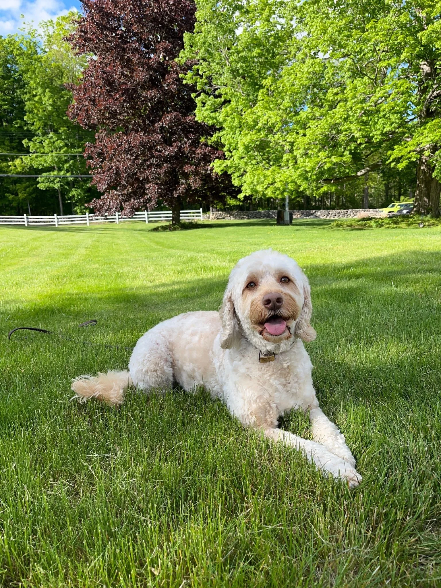Gryff  Canine College