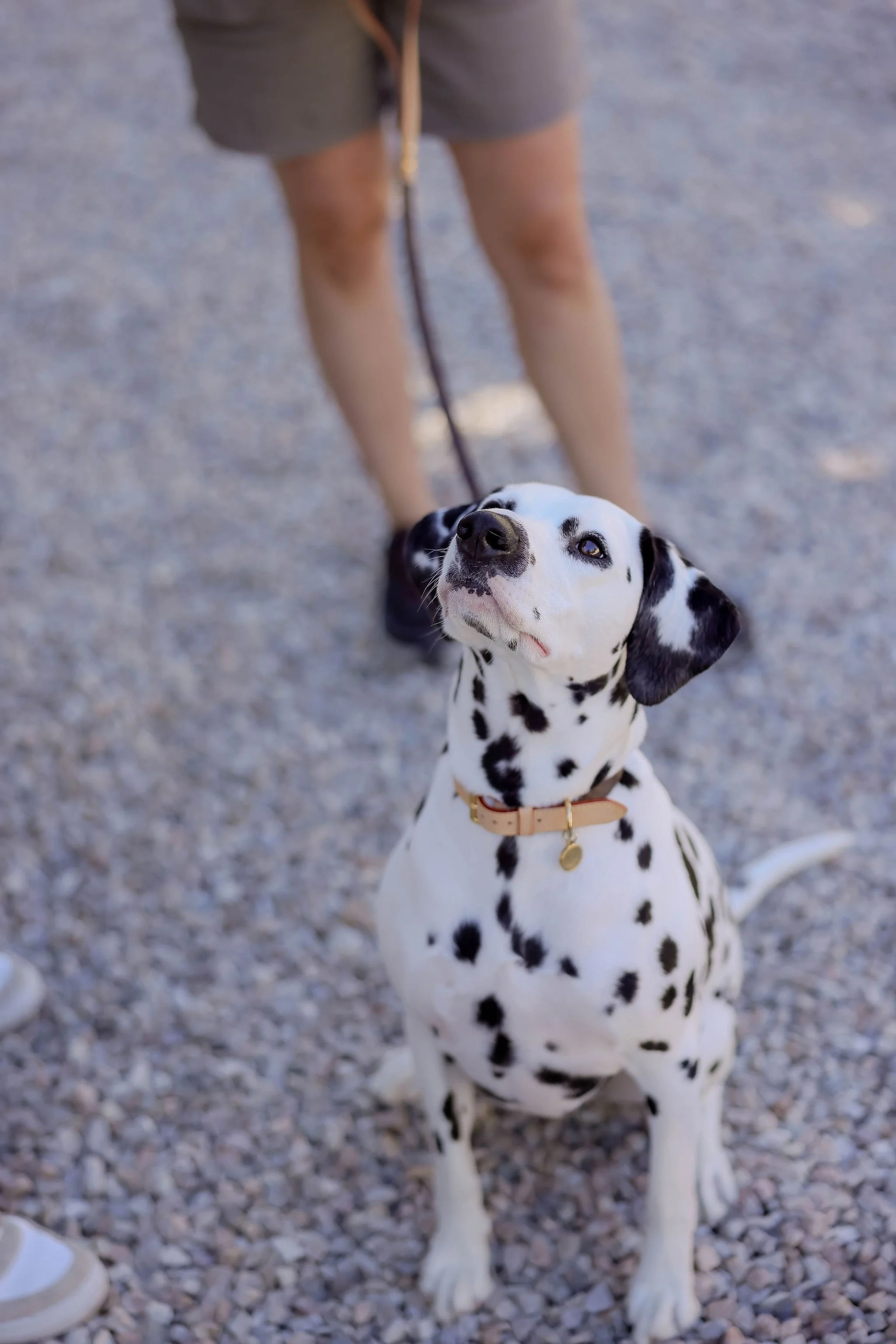 CanineCollege26-310.jpg