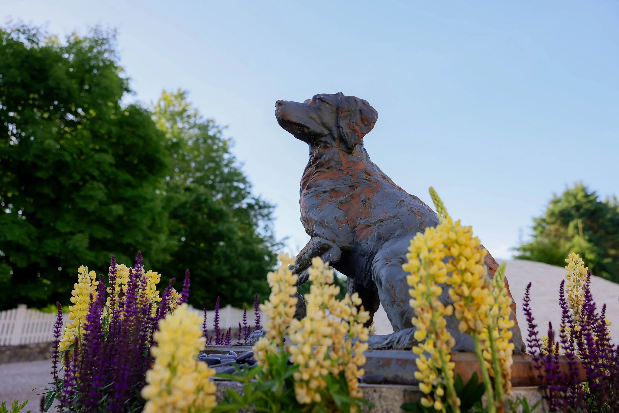 CanineCollege26-25.jpg