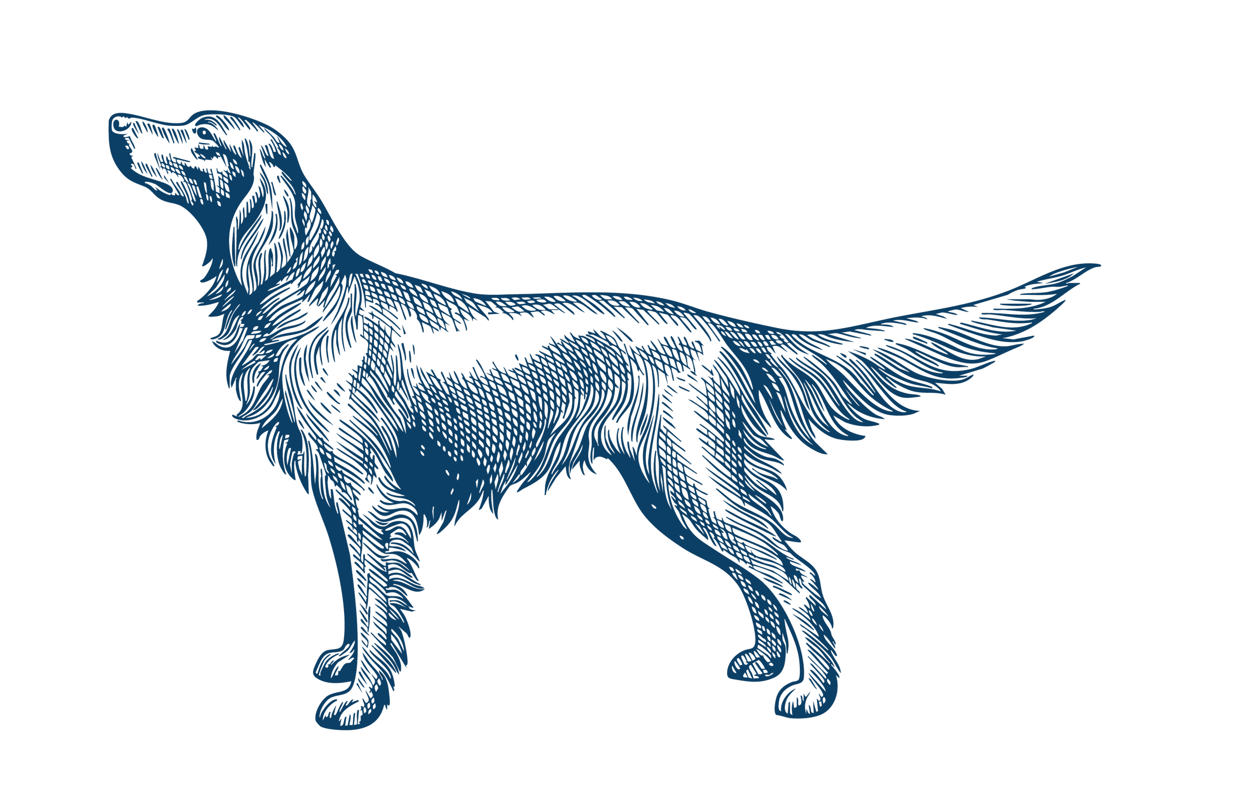 Canine College Retriever illustration