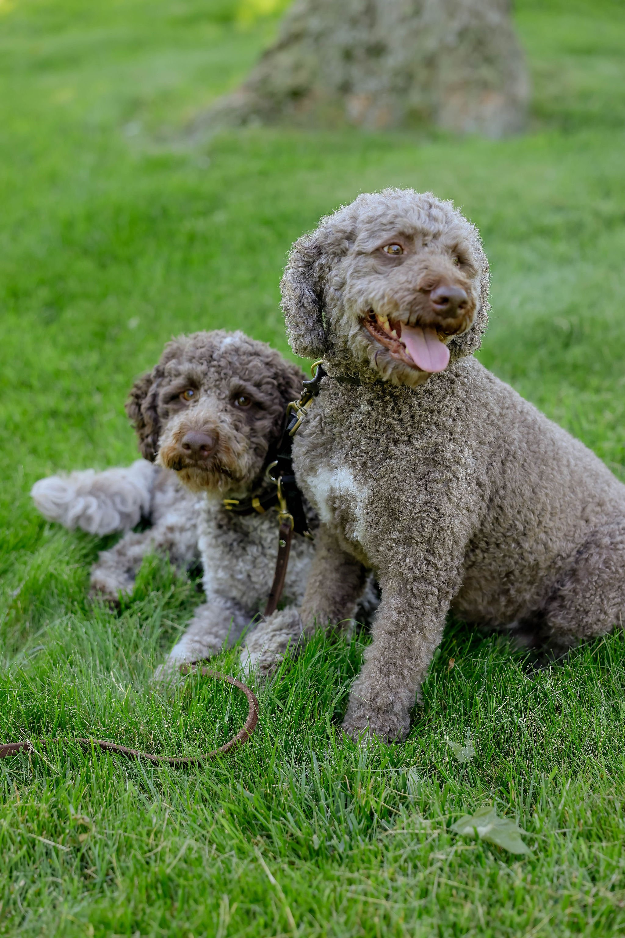 CanineCollege26-402.jpg