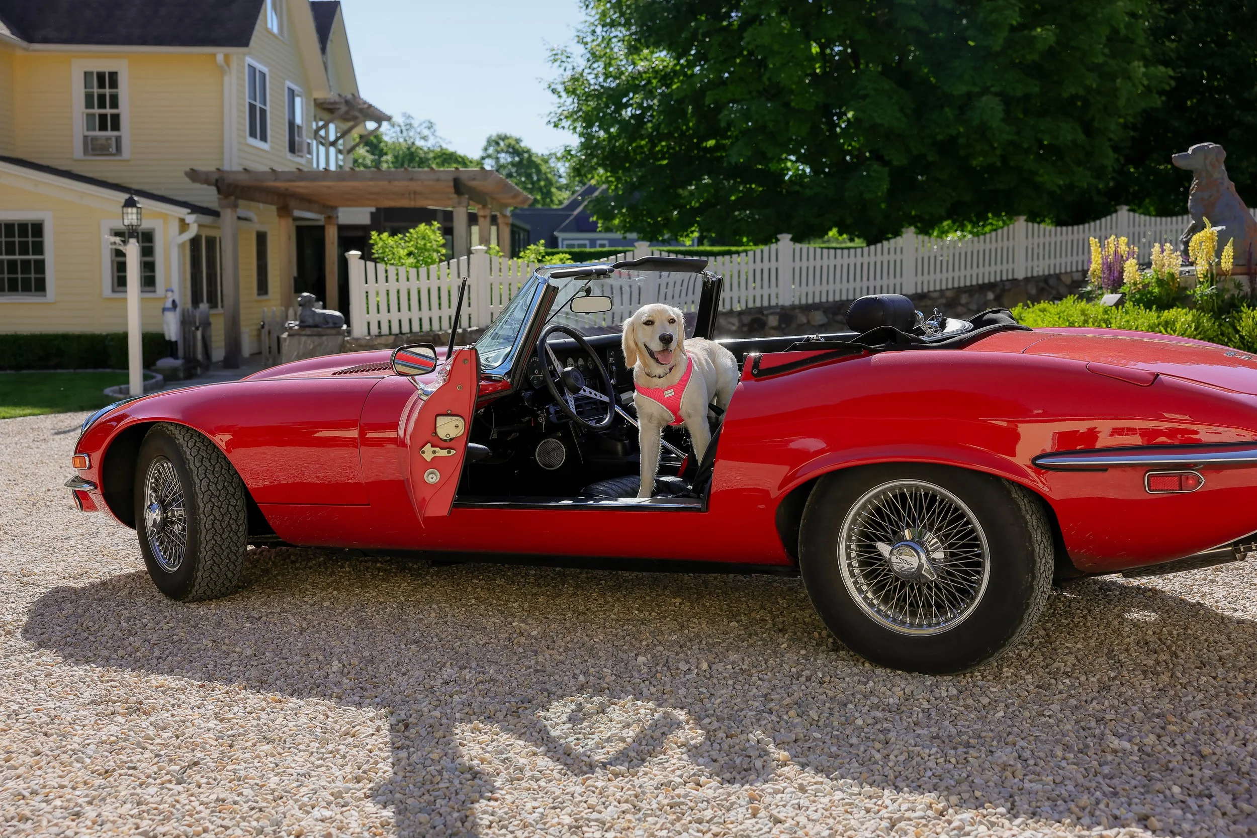A red vintage sports car parked outdoors on gravel with a happy dog sitting inside, wearing a pink harness, in front of a yellow house with white trim and a white picket fence, surrounded by trees.
