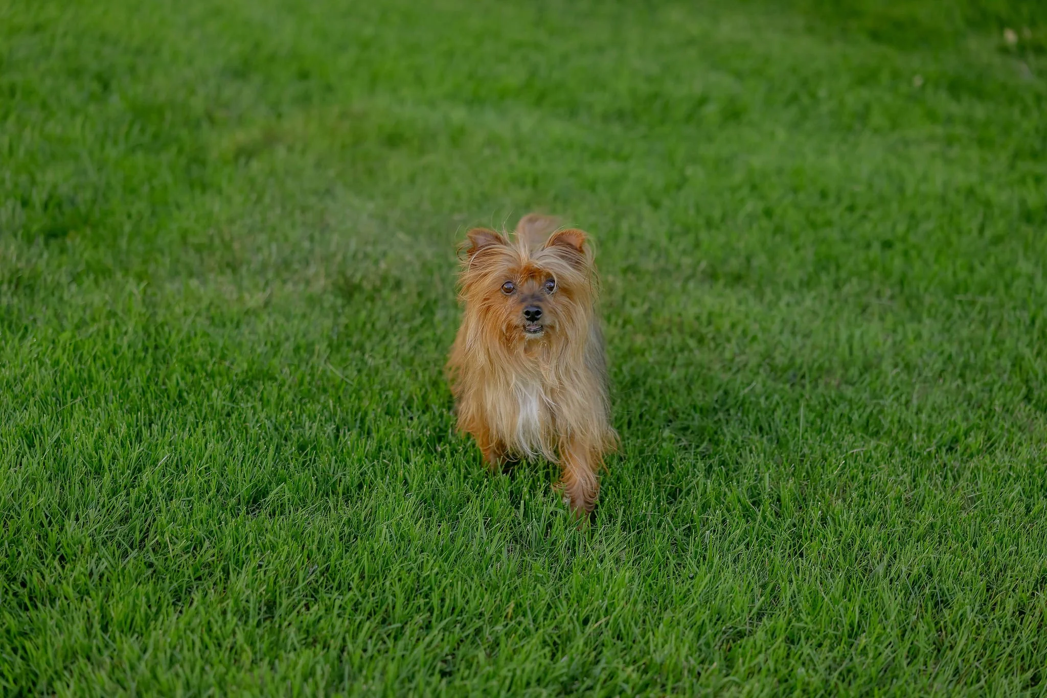 CanineCollege26-266.jpg