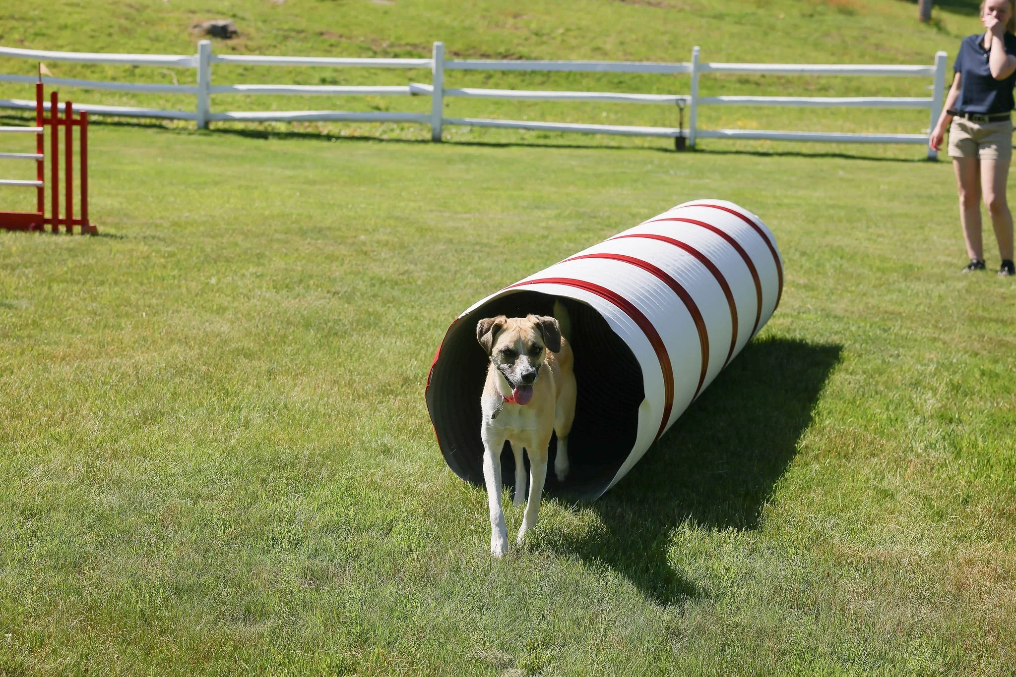 CanineCollege26-343.jpg