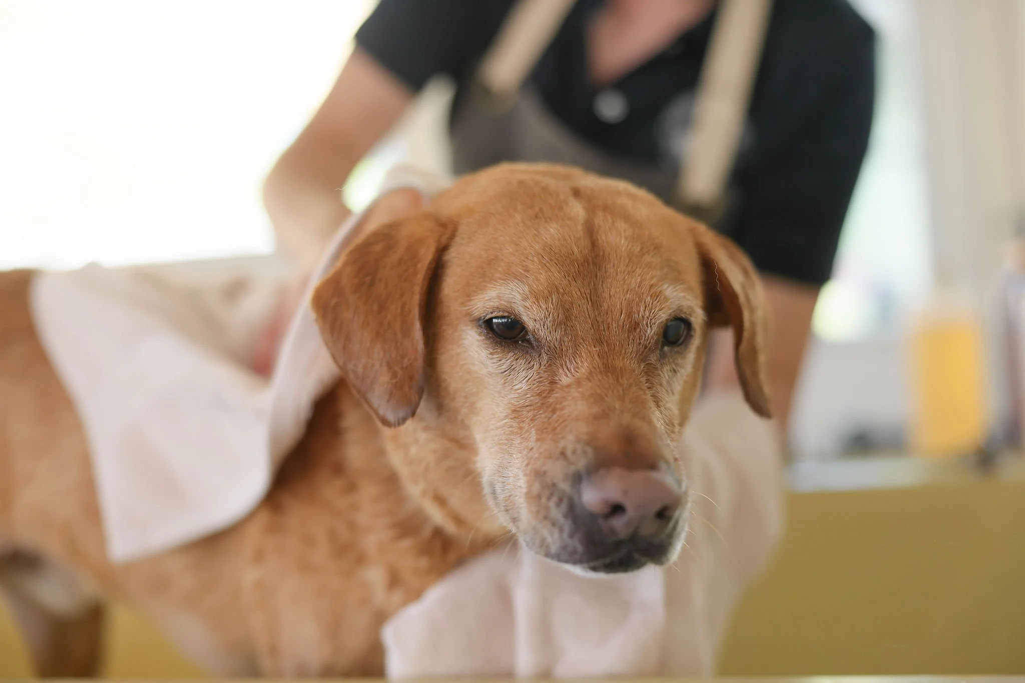 CanineCollege26-555.jpg
