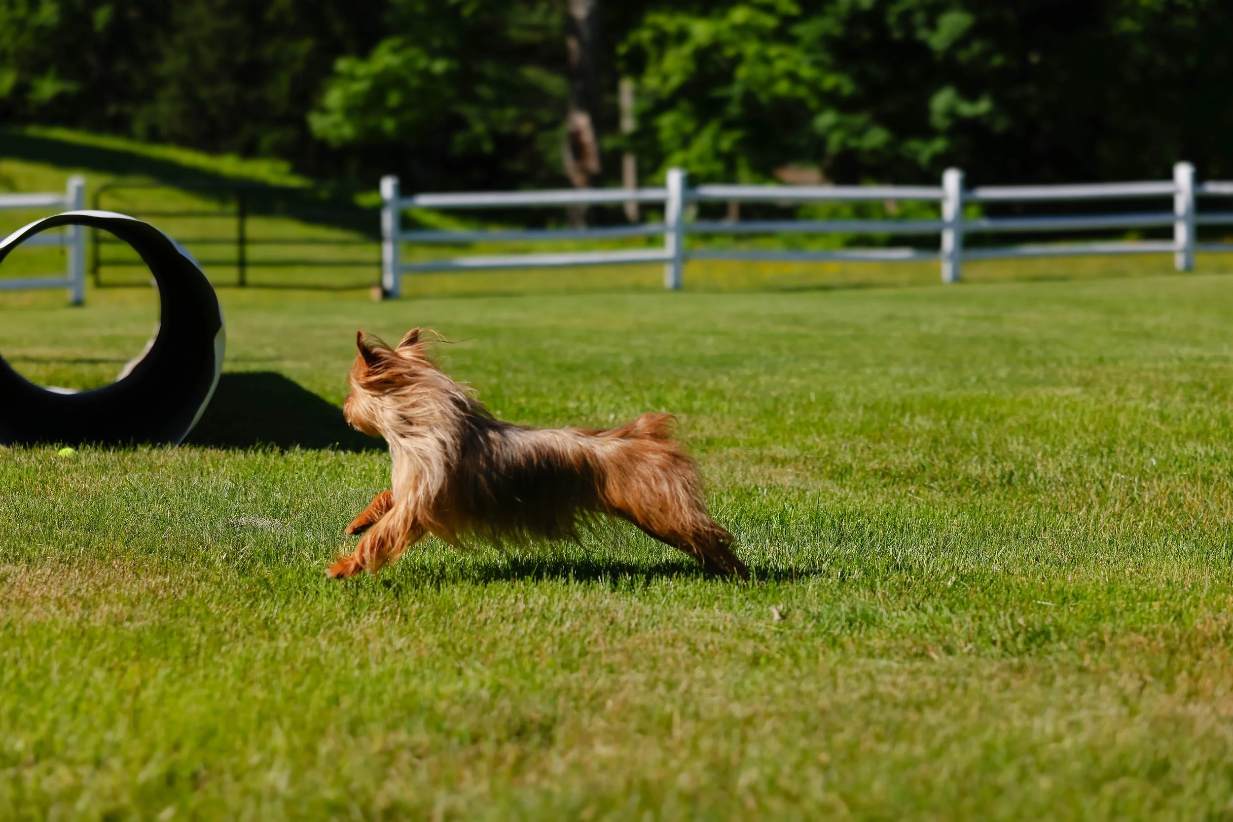 A small brown dog running on a grassy field with a white fence and trees in the background.