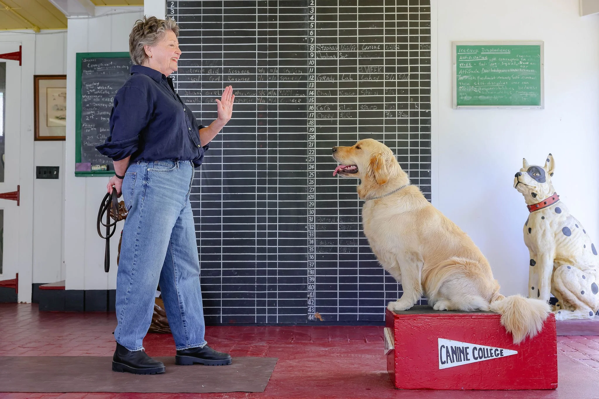 A woman with short curly gray hair, wearing a navy blue shirt and jeans, standing in front of a blackboard with a golden retriever sitting on a red platform labeled 'CANINE COLLEGE.' The woman is smiling and raising her right hand, while the dog sits attentively with its tongue out. There are decorative dog statues and classroom signage in the background.