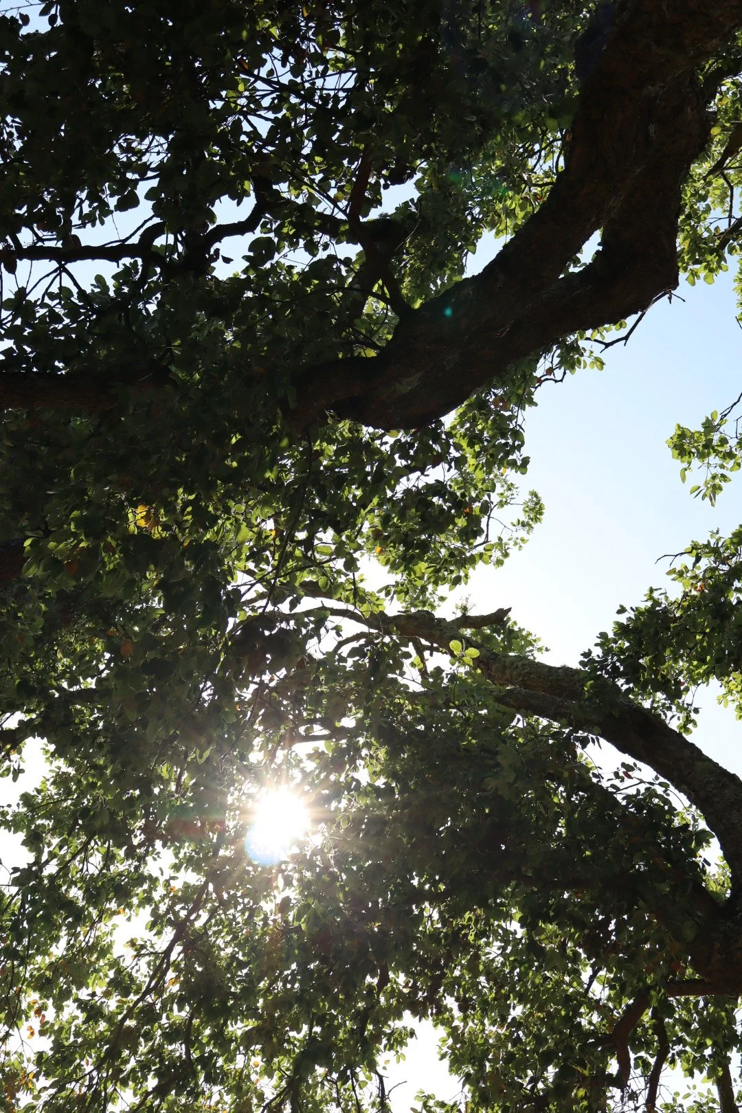 Tree branches and leaves with sunlight shining through against a clear sky.
