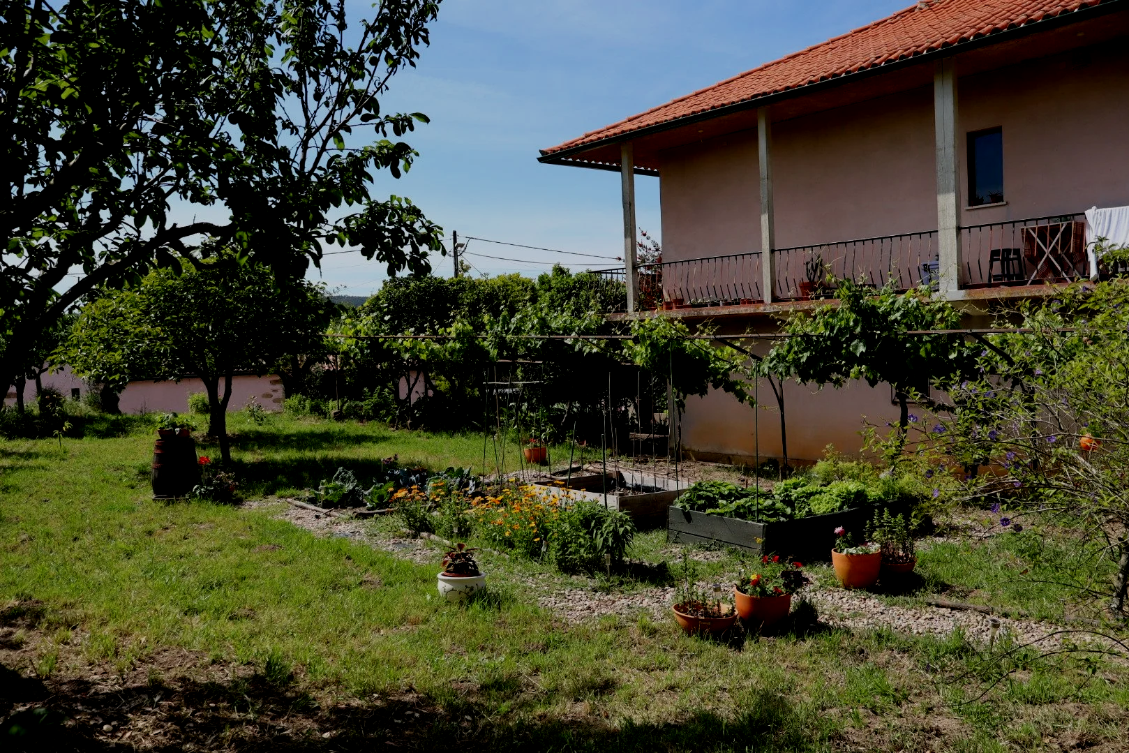 A backyard garden with trees, potted plants, vegetable beds, and a two-story house with a balcony under a clear blue sky.