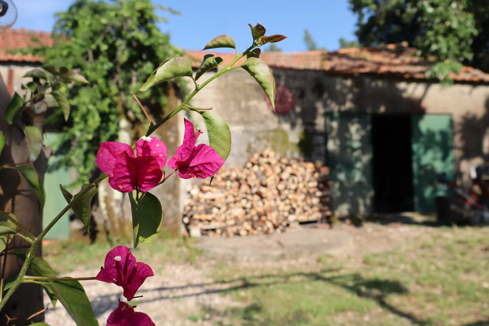 Close-up of pink bougainvillea flowers with blurred rustic stone house and woodpile in the background.