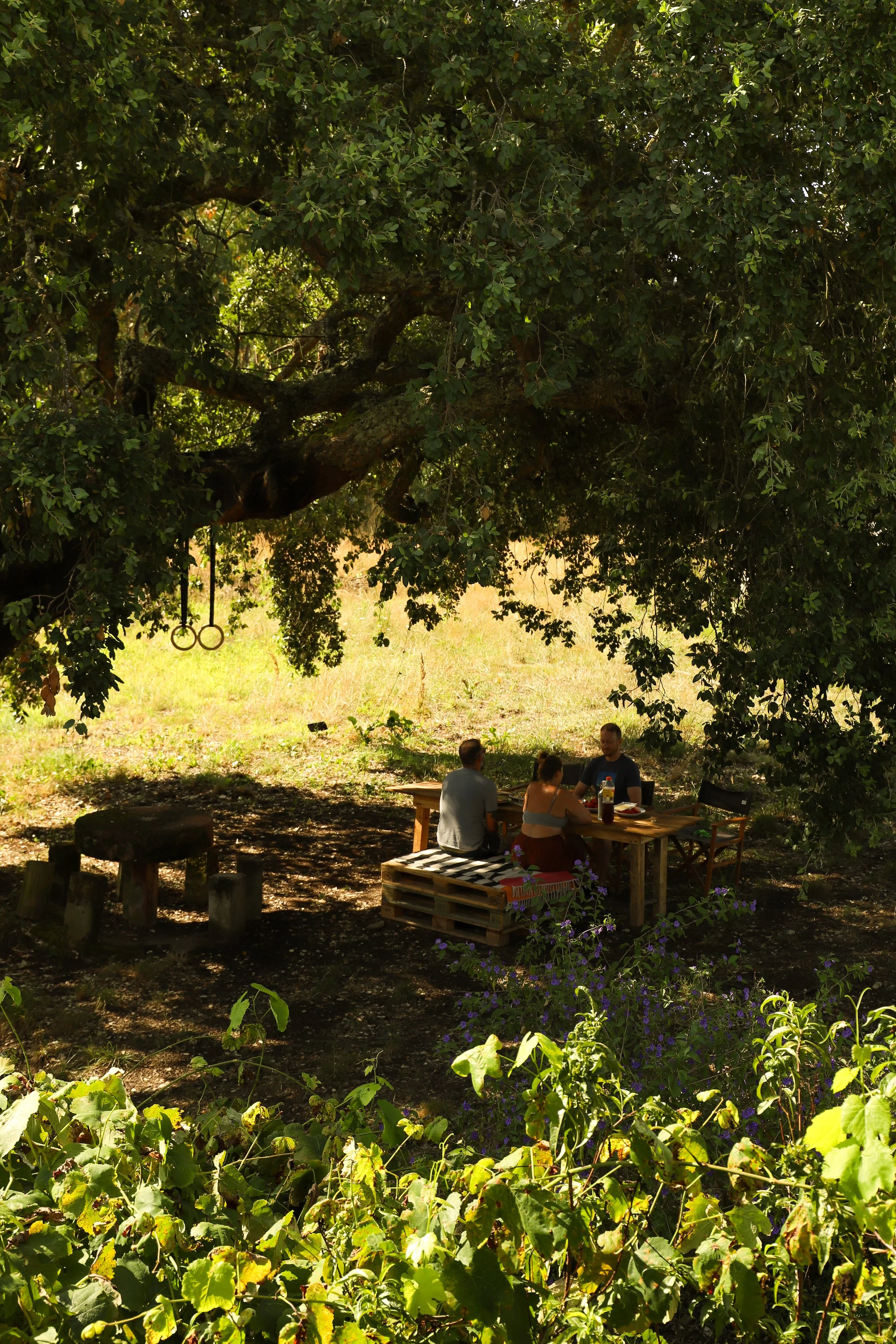 People sitting on a picnic table in a shaded outdoor area under a large leafy tree, with hanging gymnastic rings and lush green foliage in the foreground.