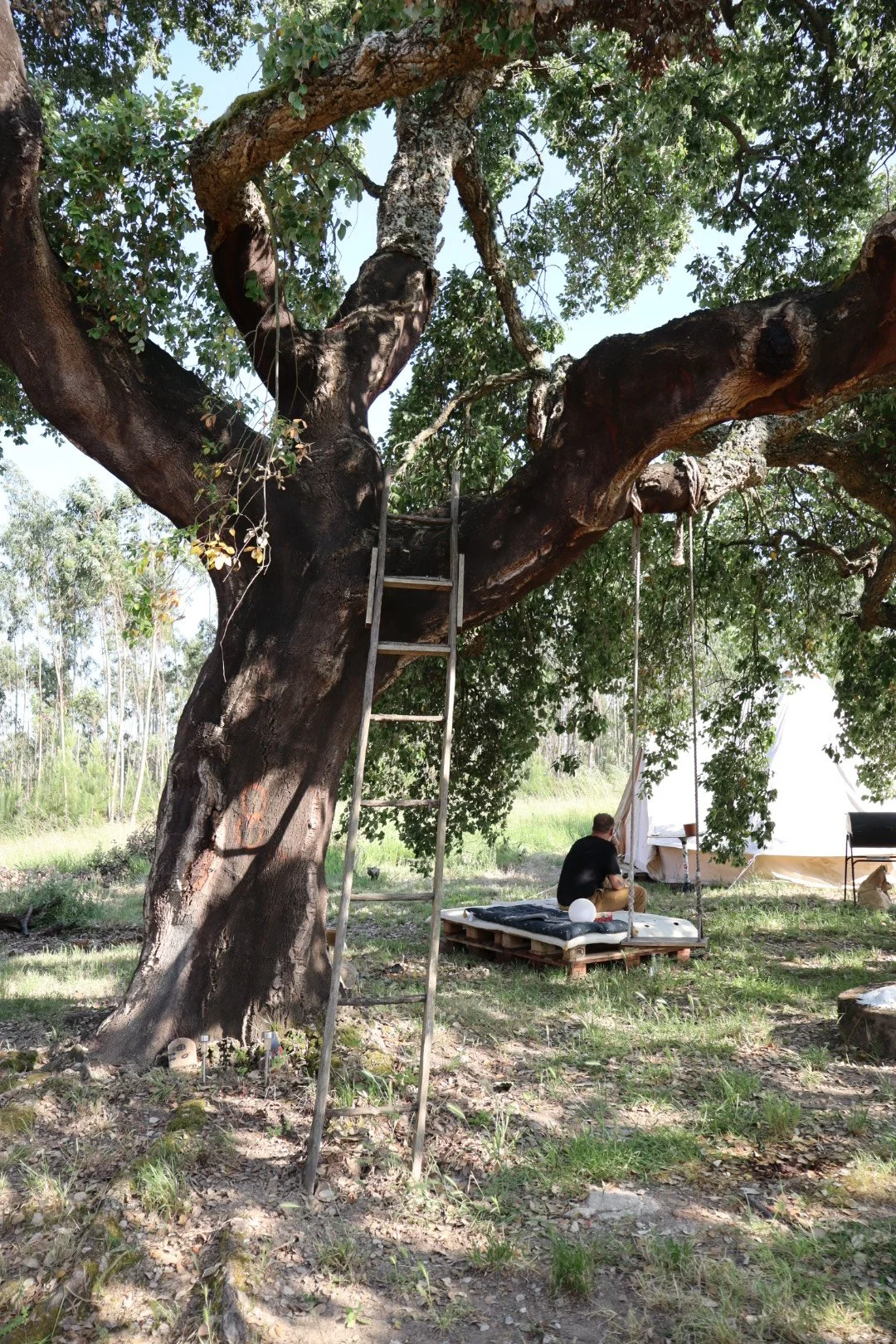 A large, old tree with a ladder leaning against it, a rope hanging from a branch, and a person sitting on a pallet with a cushion underneath. There is a tent in the background, and the scene is outdoors on grassy ground with other trees in the distance.