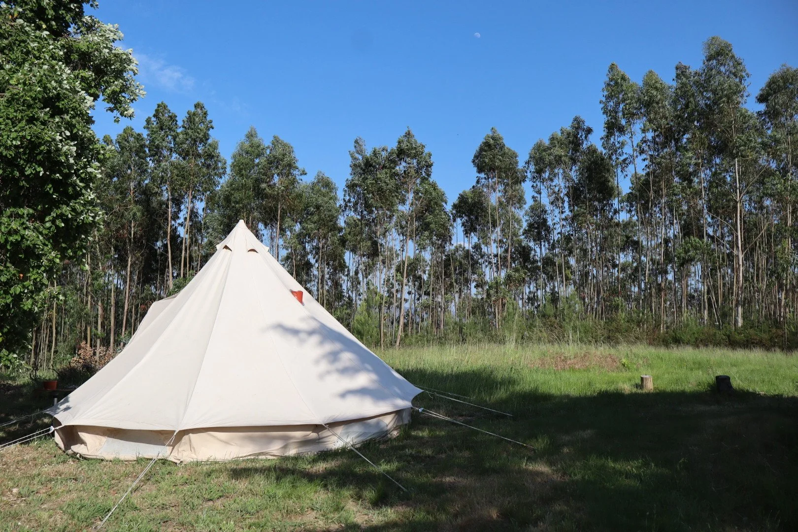 A white bell-shaped camping tent on a grassy area with tall trees and a blue sky in the background.