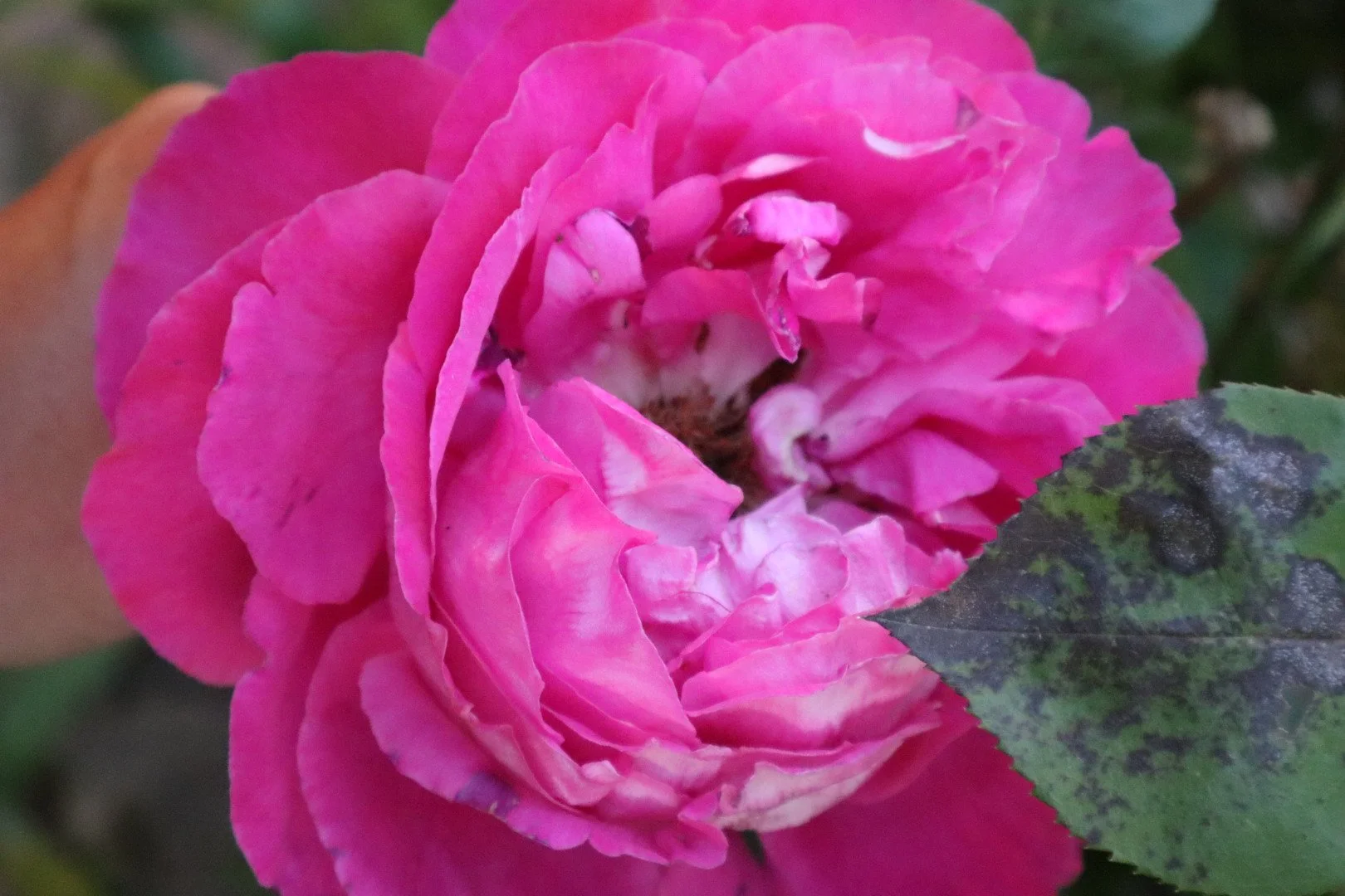 Close-up of a pink rose with a partially damaged petal and a variegated green and purple leaf in the foreground.