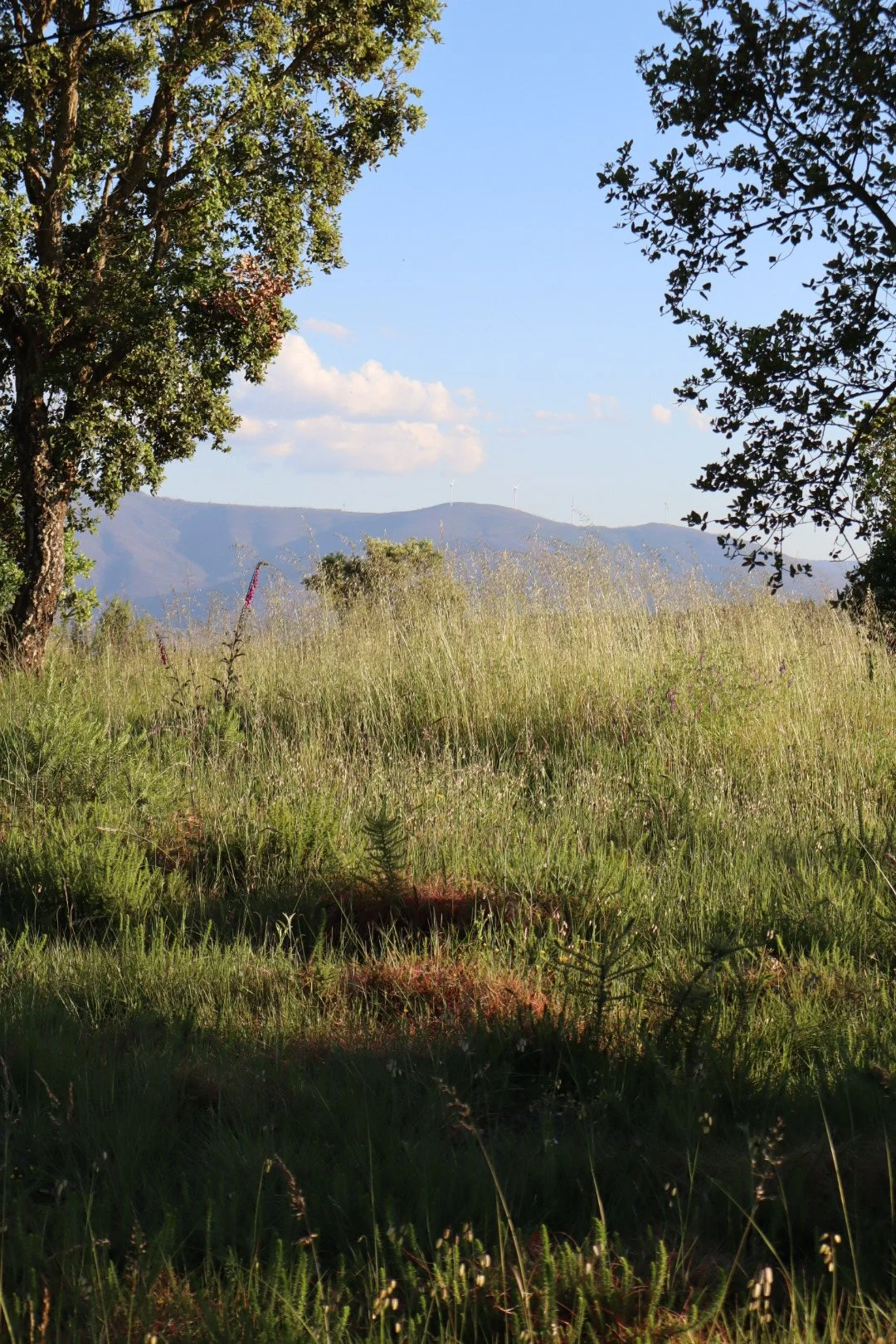 A natural landscape featuring trees on the left and right sides, with a grassy field in the foreground and mountains in the distance under a clear blue sky.