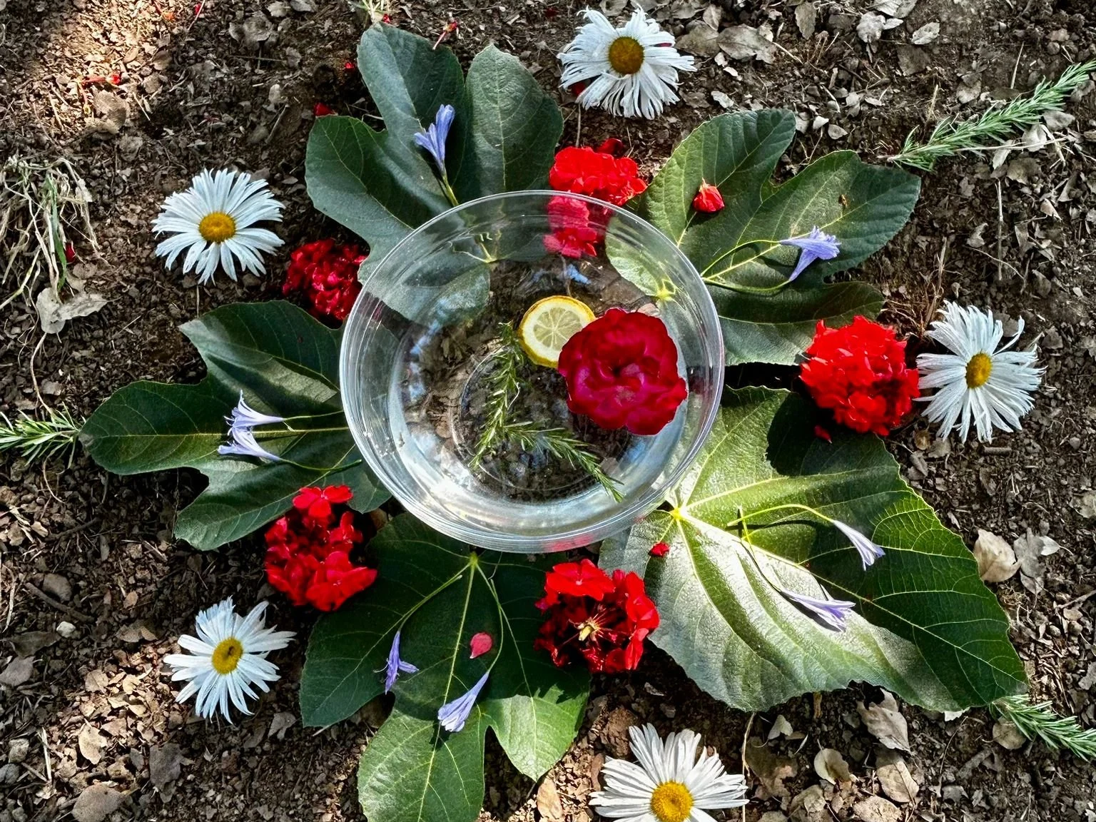 A circular glass bowl filled with water and a lemon slice floating inside, placed on soil, surrounded by red and white flowers, green leaves, and purple flowers.