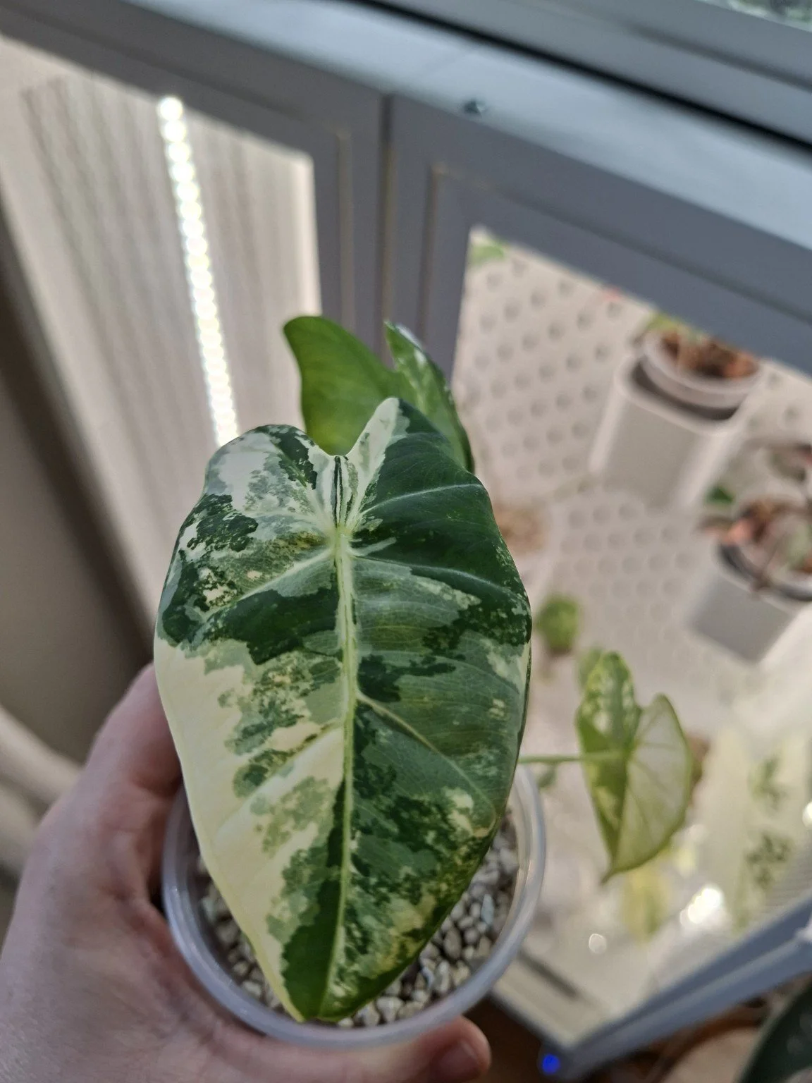 Welcome to Plants by Ida