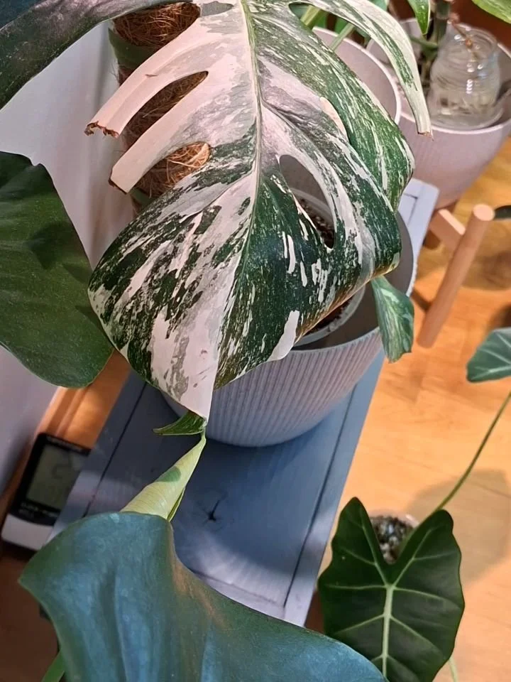 #monsteramondays