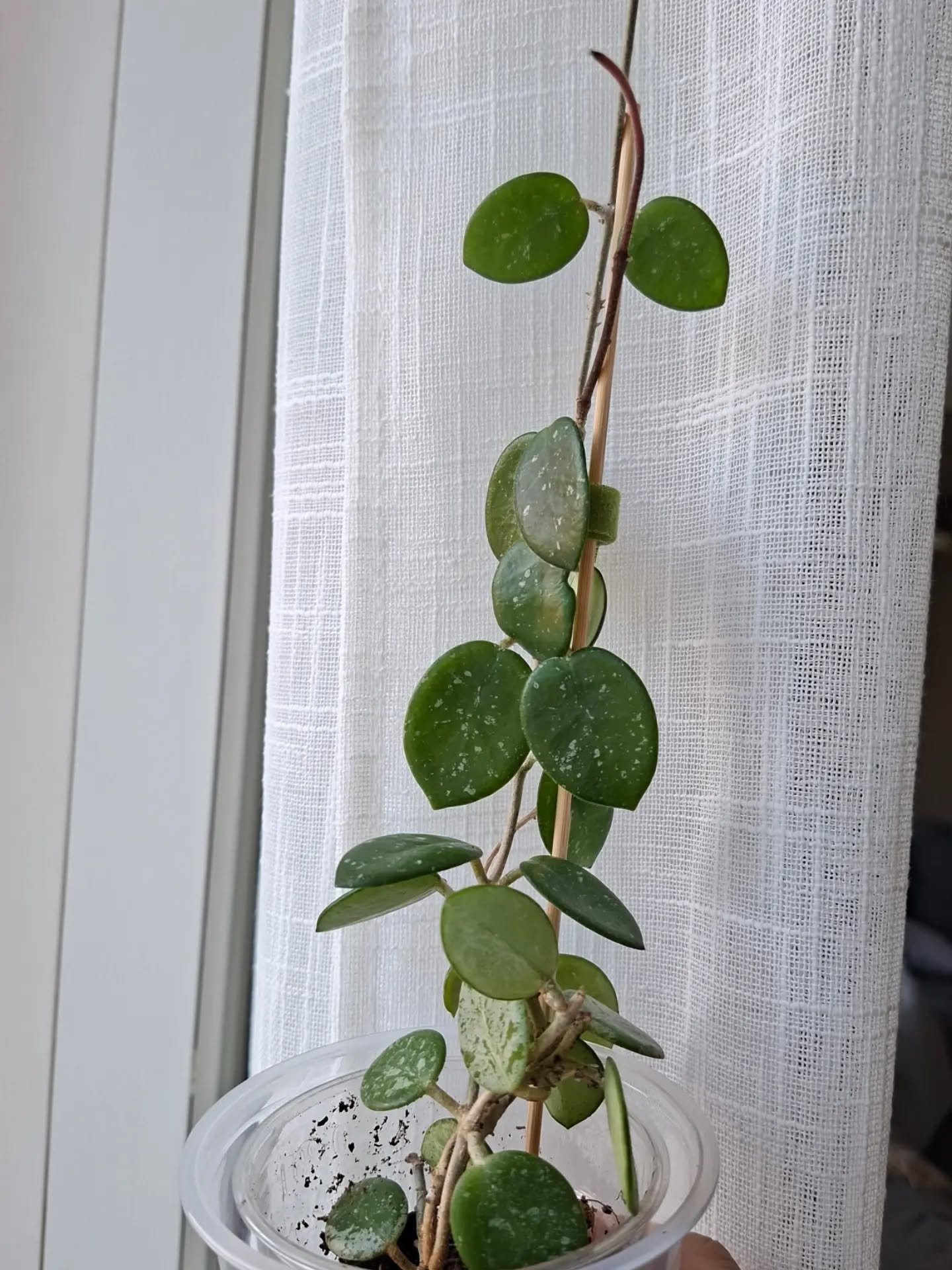 My new little friend Hoya Mathilde Splash ✨️