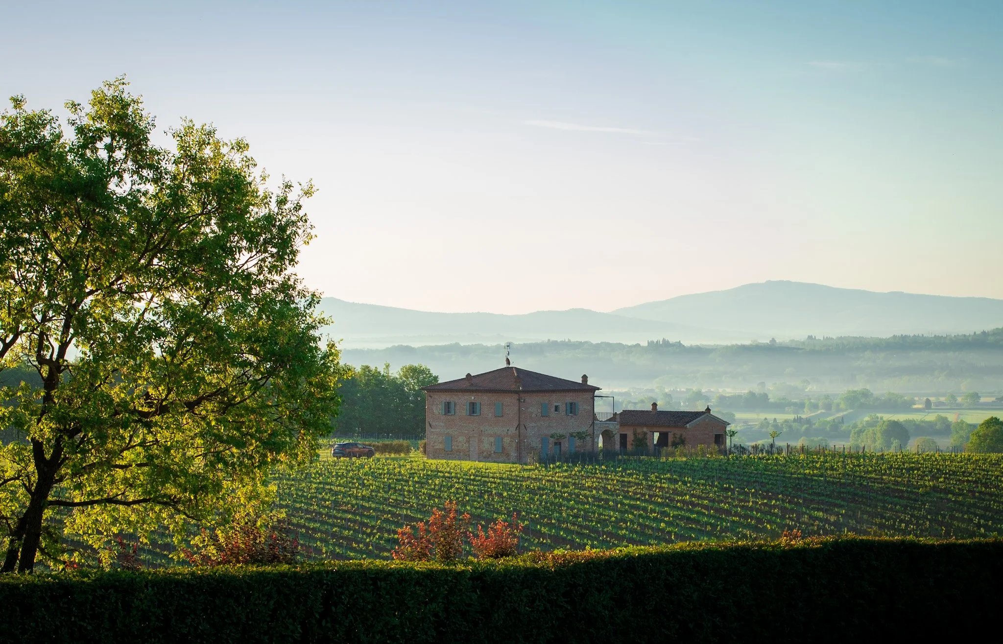 fnbj. Sunrise Morning Vineyard View in Montepulciano, Italy