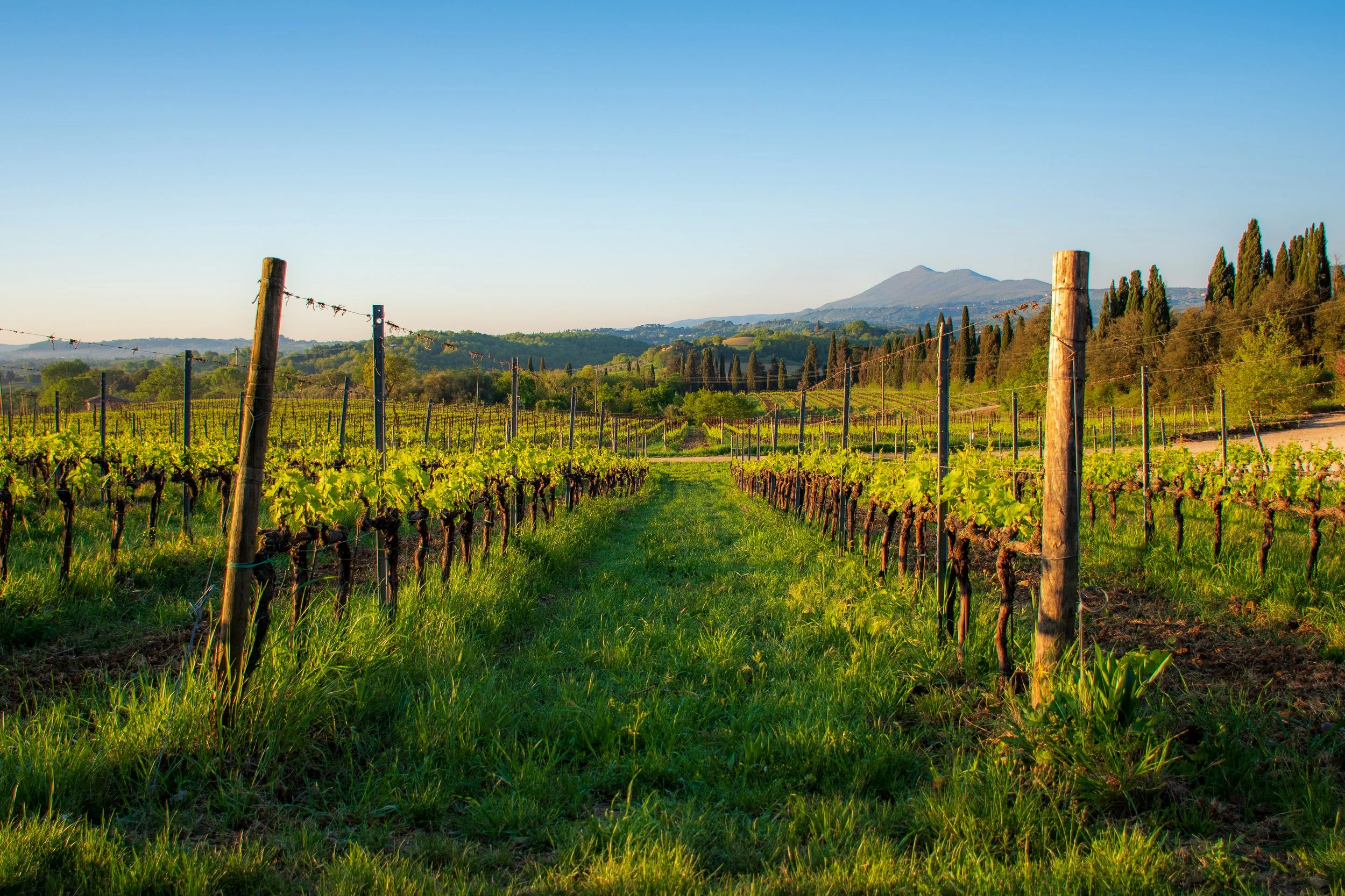 fnbj. Sunrise Morning Vineyard View - Montepulciano, Italy