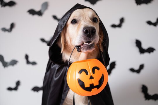 Howl-oween  at Yorktown Mall