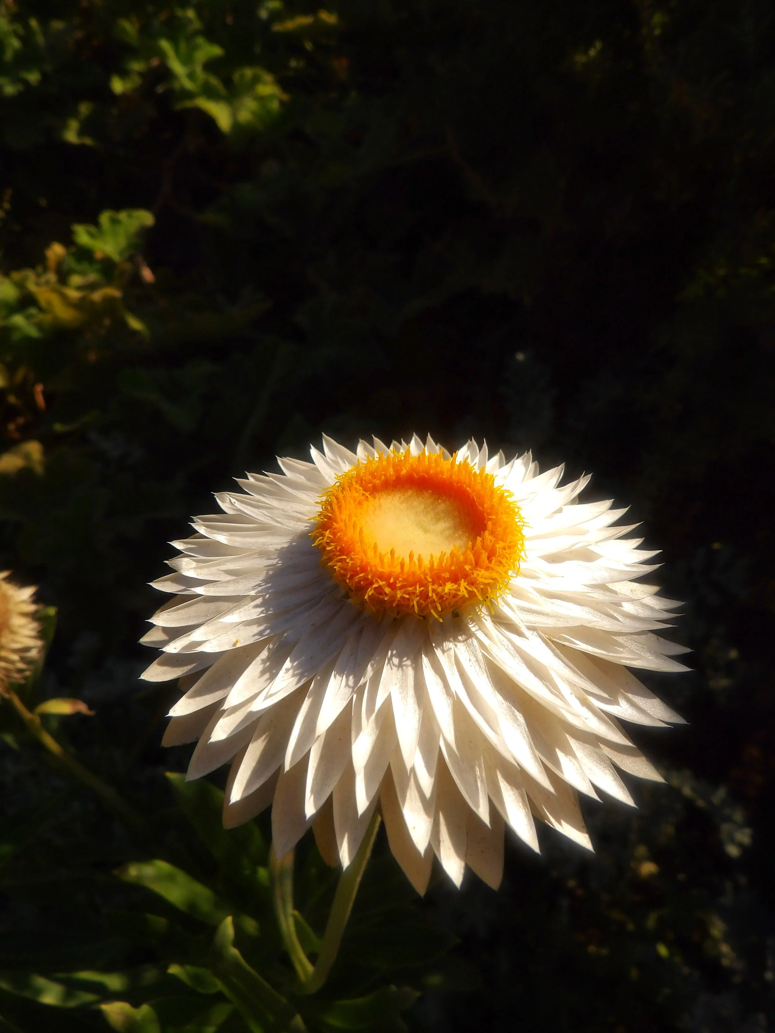 100_5009.jpg