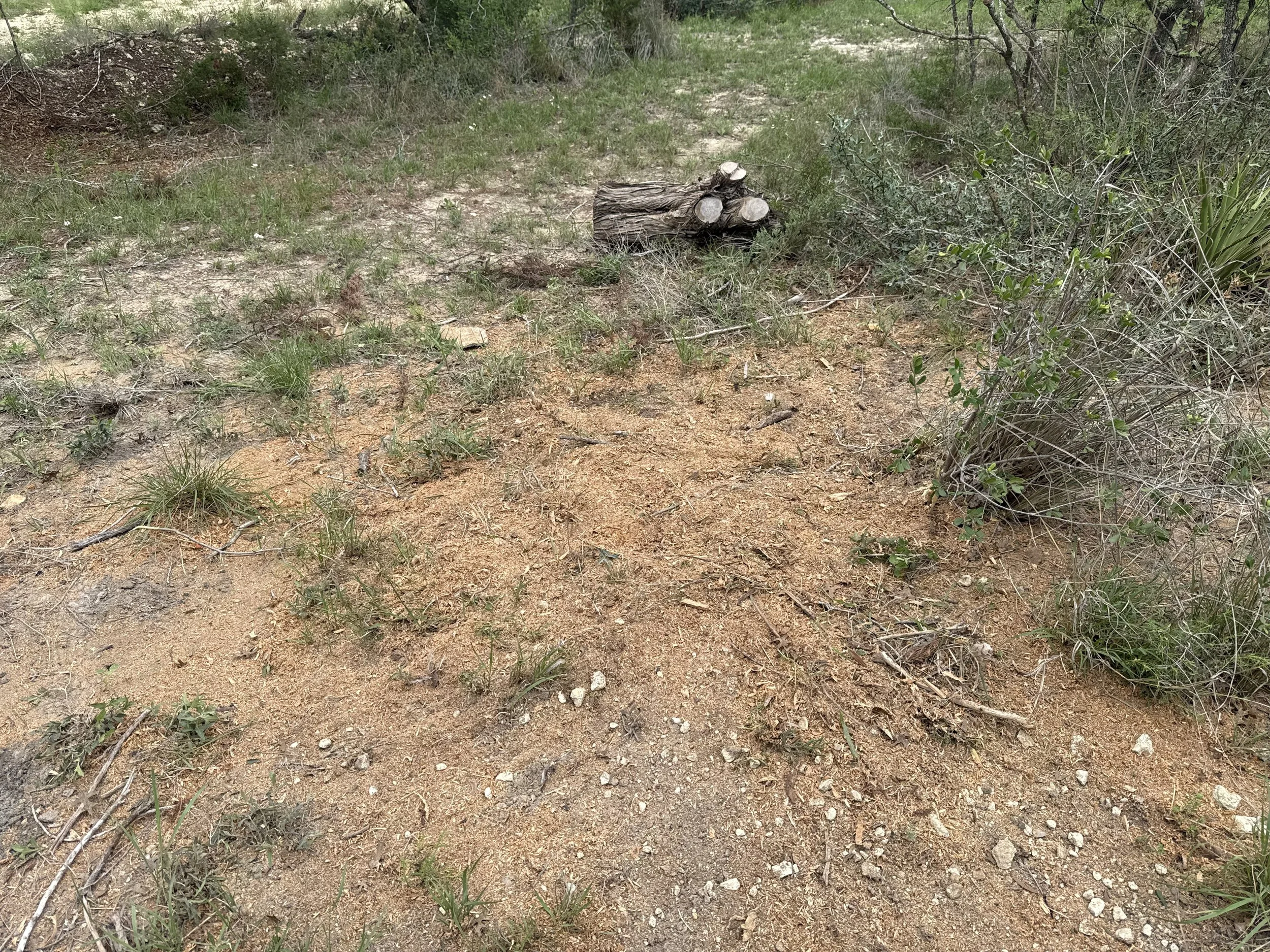 Cedar Tree Stump Removal, Bandera, Texas