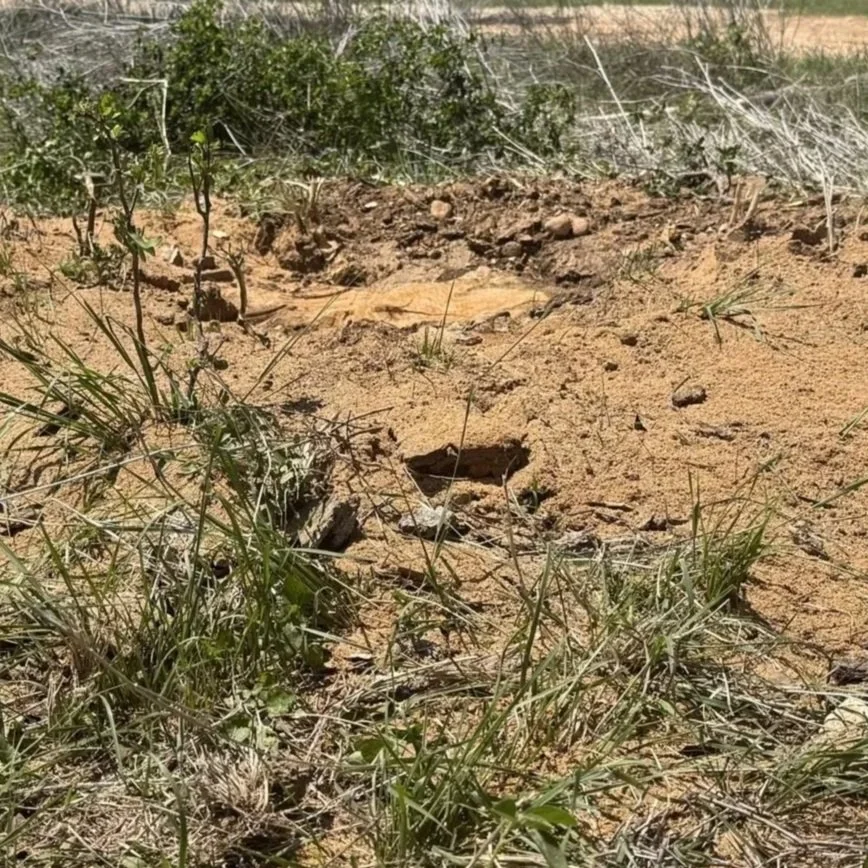 Oak Tree Stump Removal, Bandera, Texas